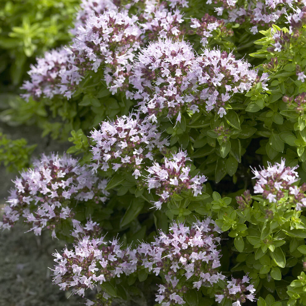 Oregano ‘Compactum’
