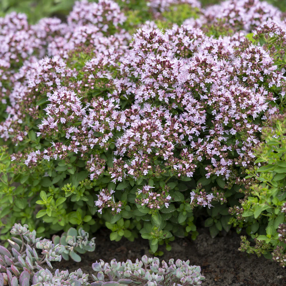 Oregano ‘Compactum’ - Image 2