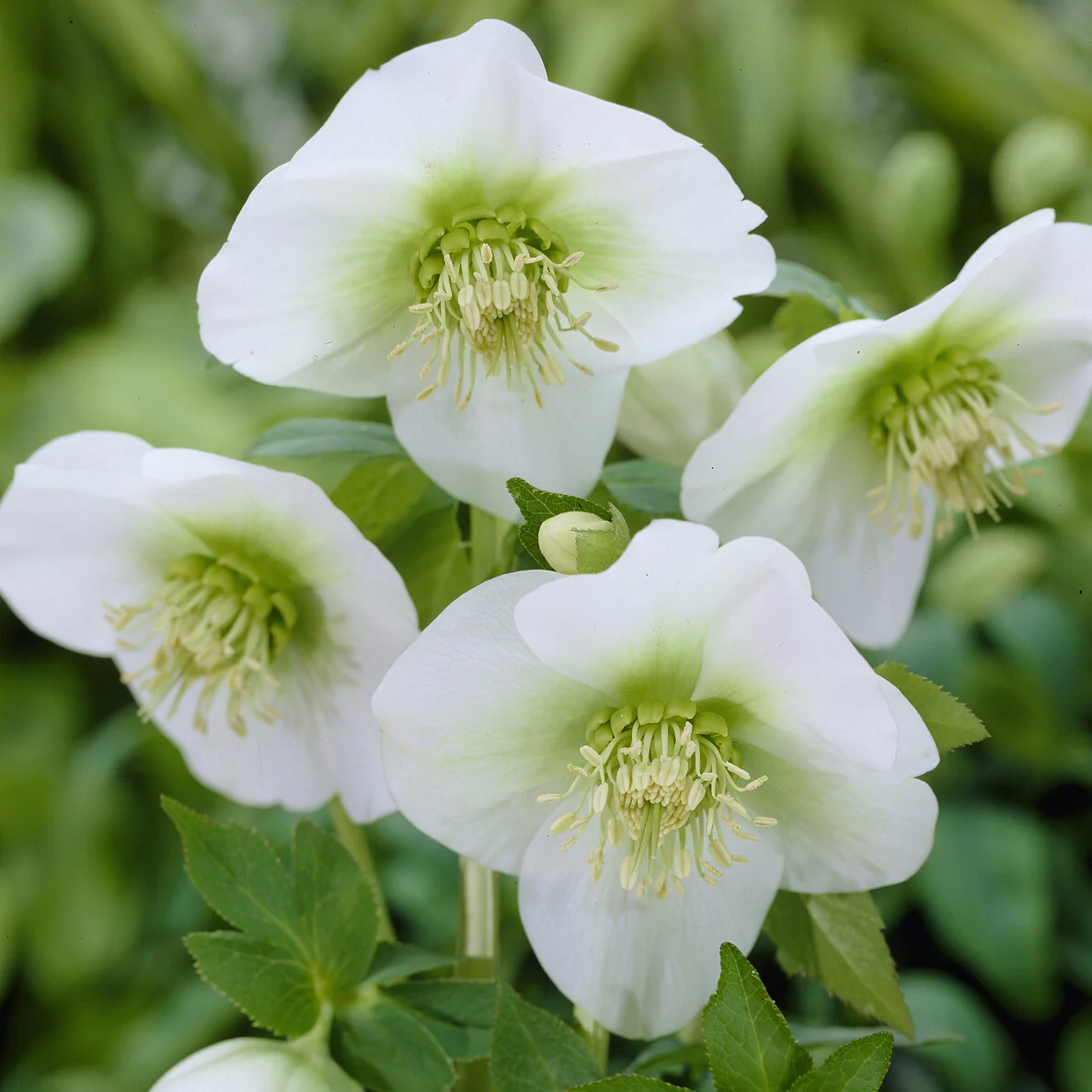 Lenzrose ‘White Lady’ - Image 2
