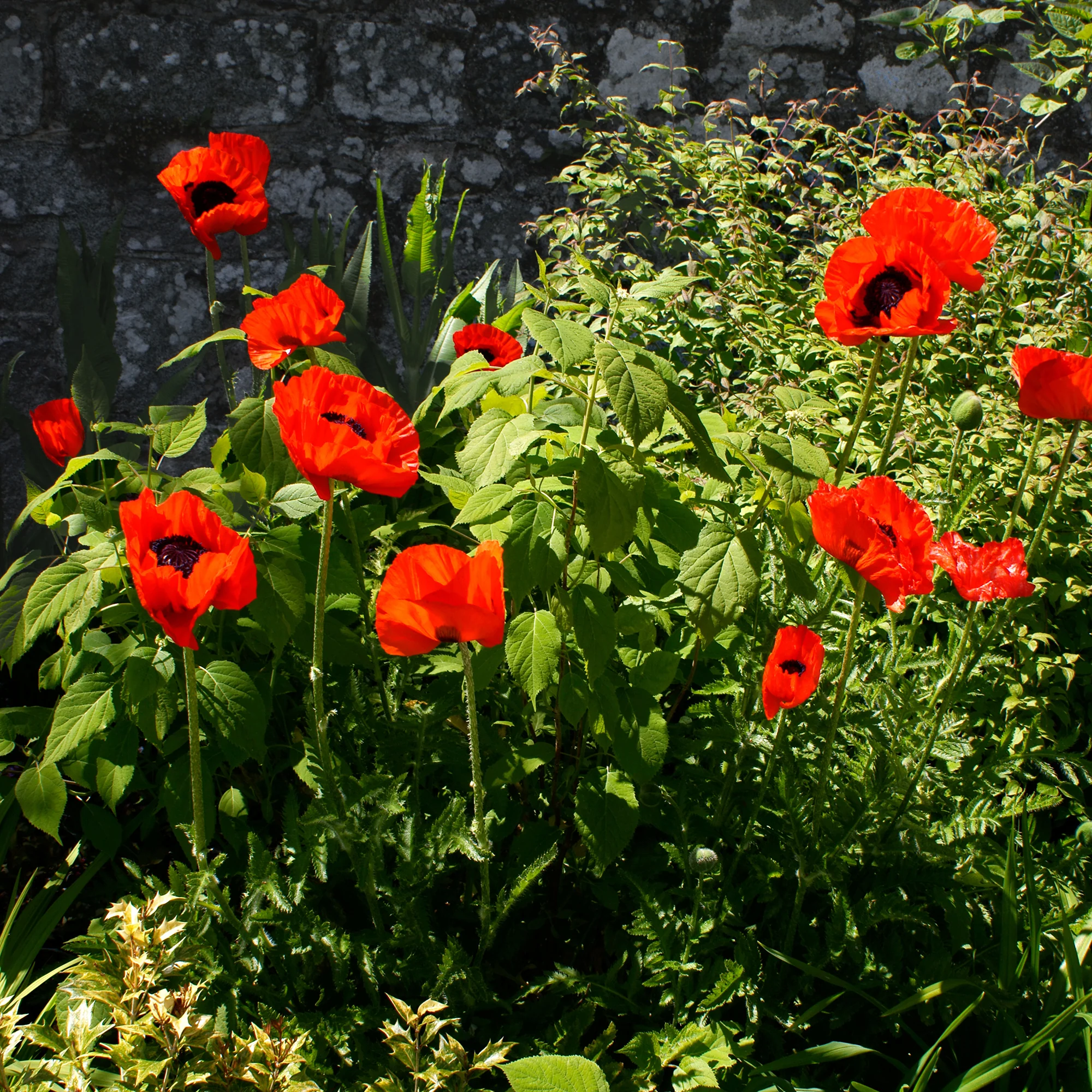 Orientalischer Mohn 'Beauty of Livermere' - Image 2