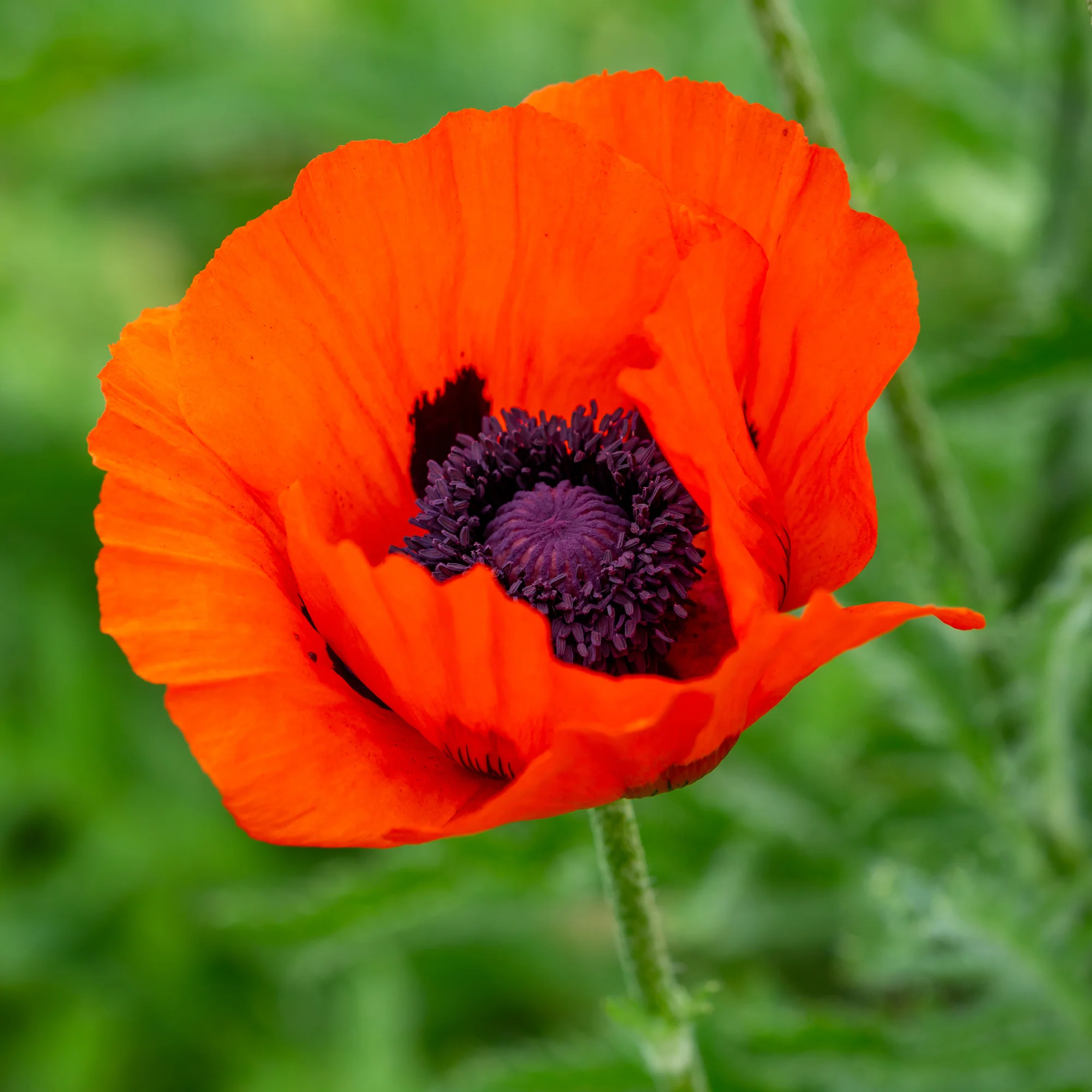Orientalischer Mohn 'Brillant'