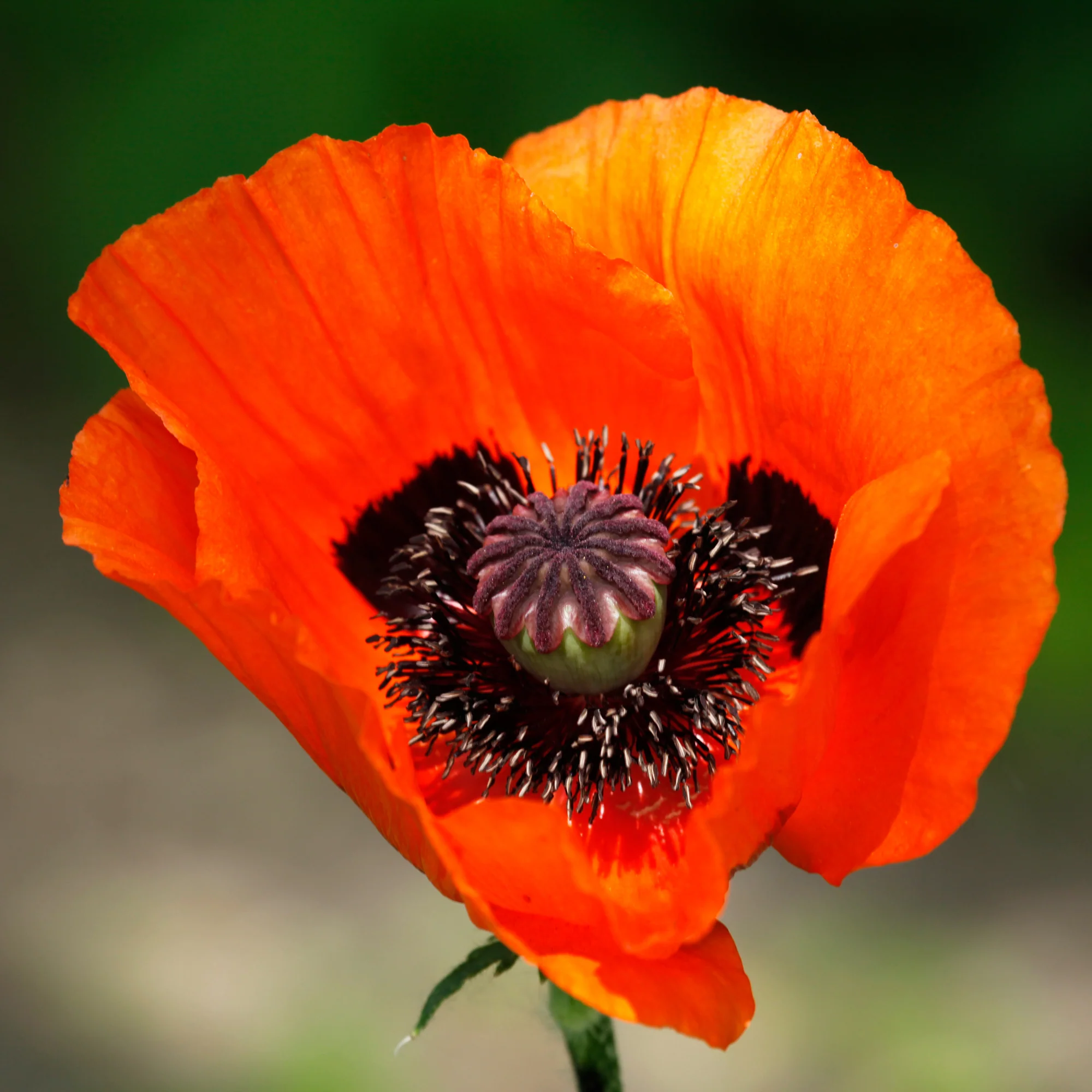 Orientalischer Mohn 'Brillant' - Image 2