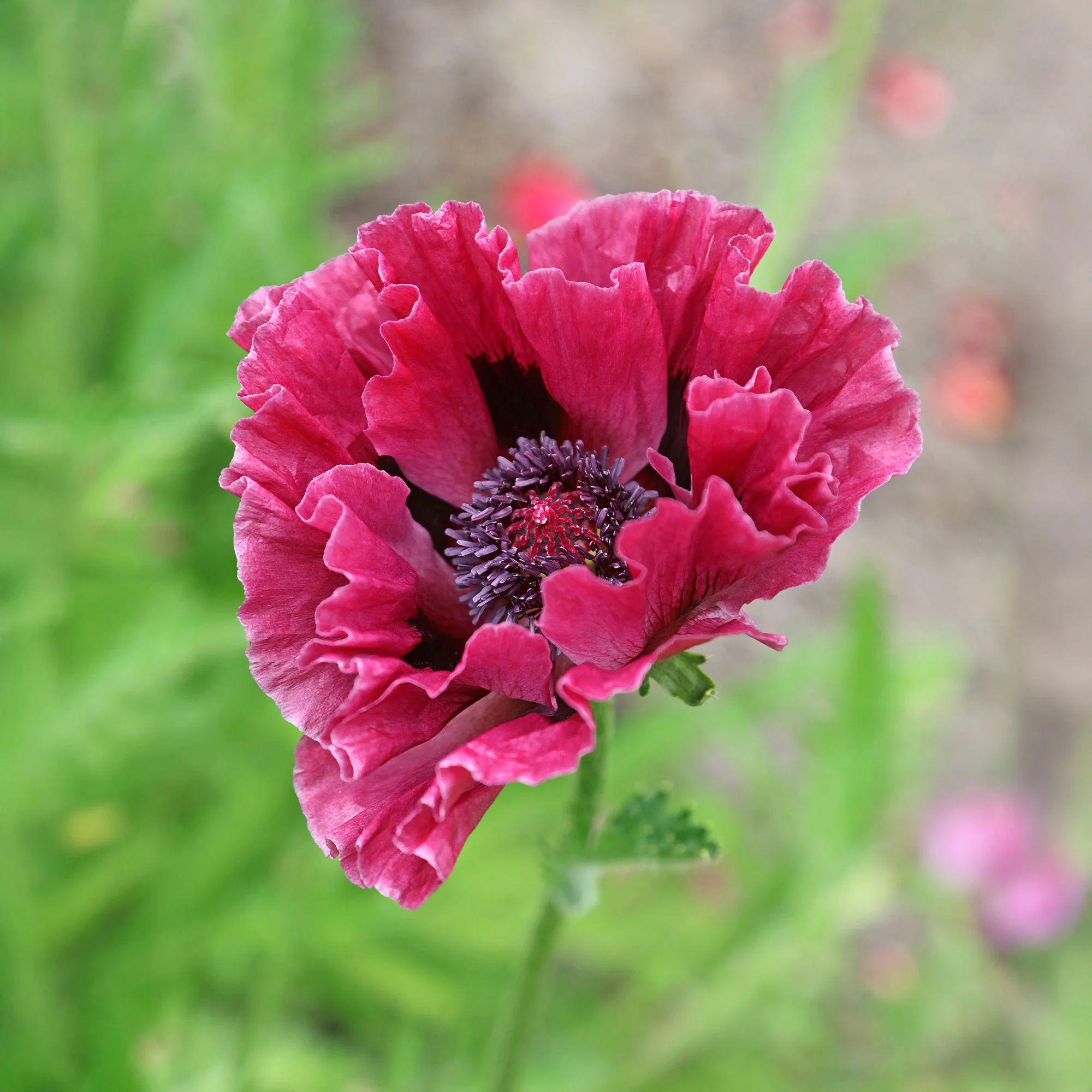 Orientalischer Mohn Manhattan (x3)