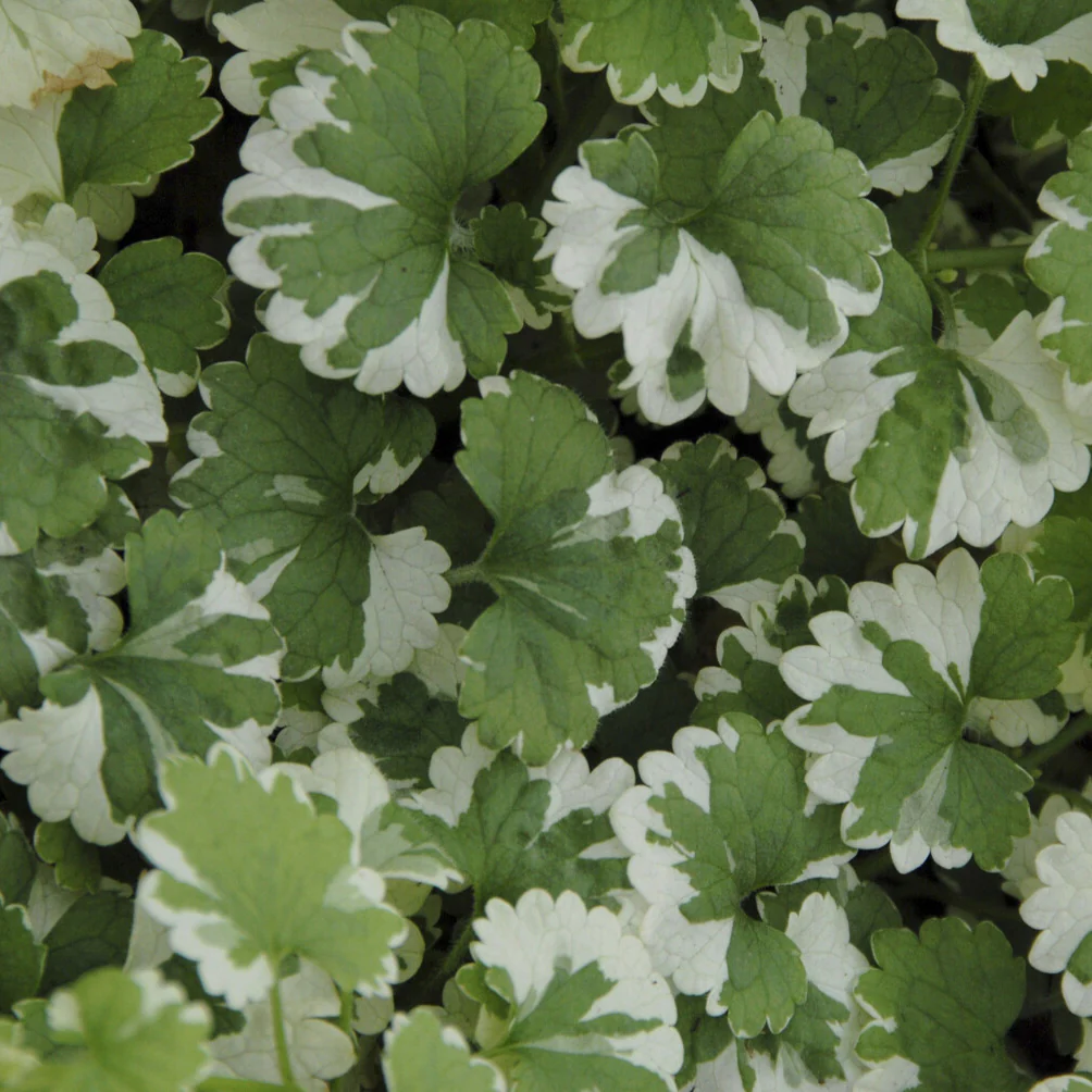Gundermann 'Variegata' - Image 3