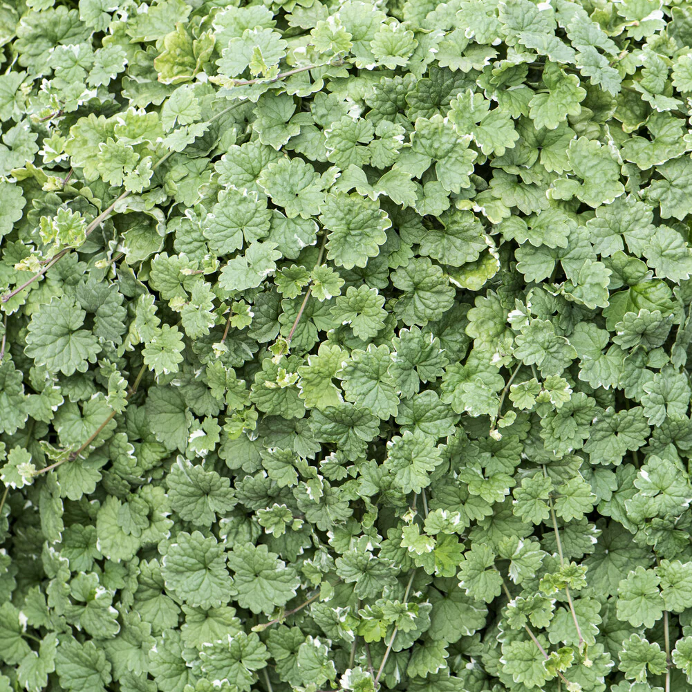 Gundermann 'Variegata' - Image 4