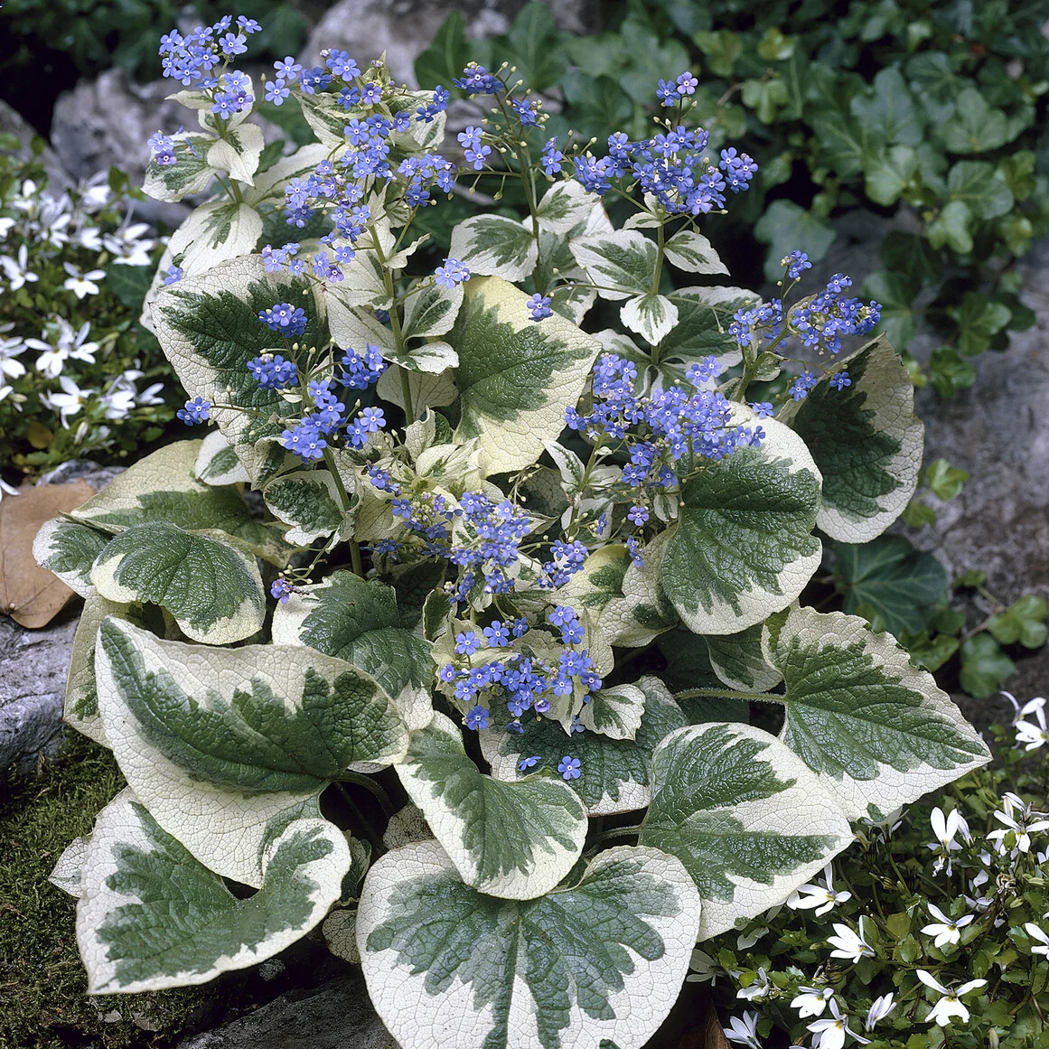 Panaschiertes Kaukasus-Vergissmeinnicht - Image 3