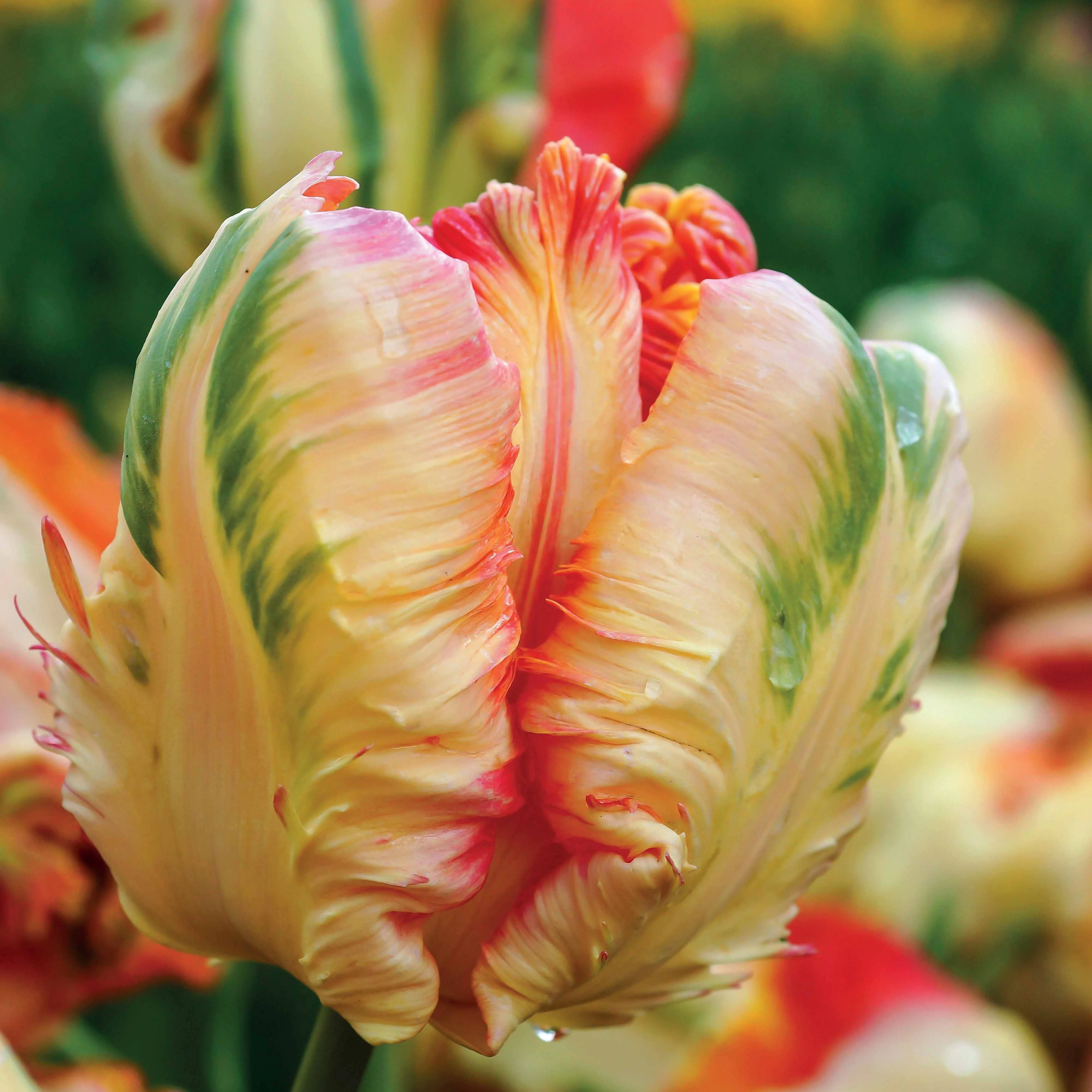 Papagei-Tulpen Kollektion (x24) - Image 4