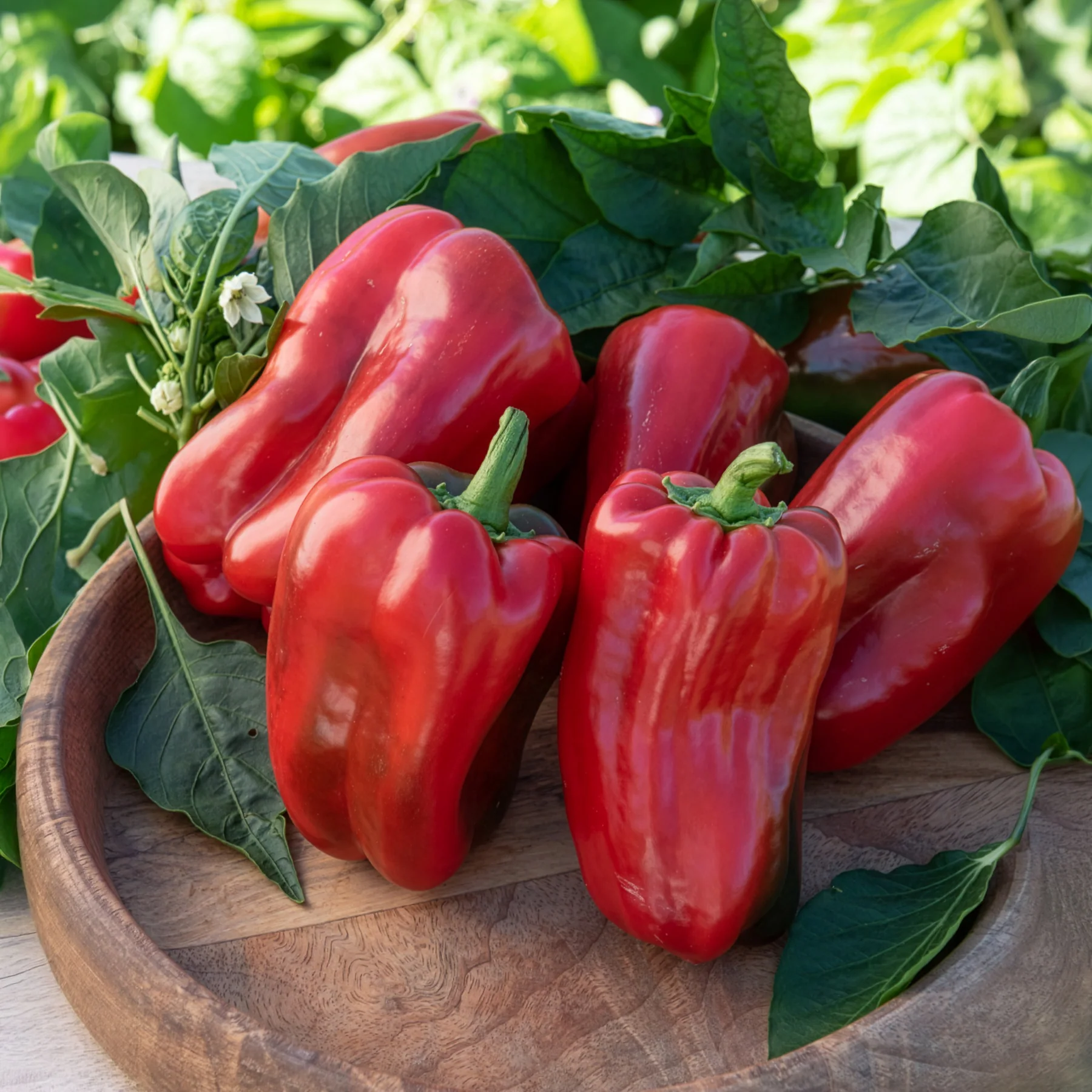 Paprika-Pflanzen ‘Lamuyo’ (x3) - Image 10