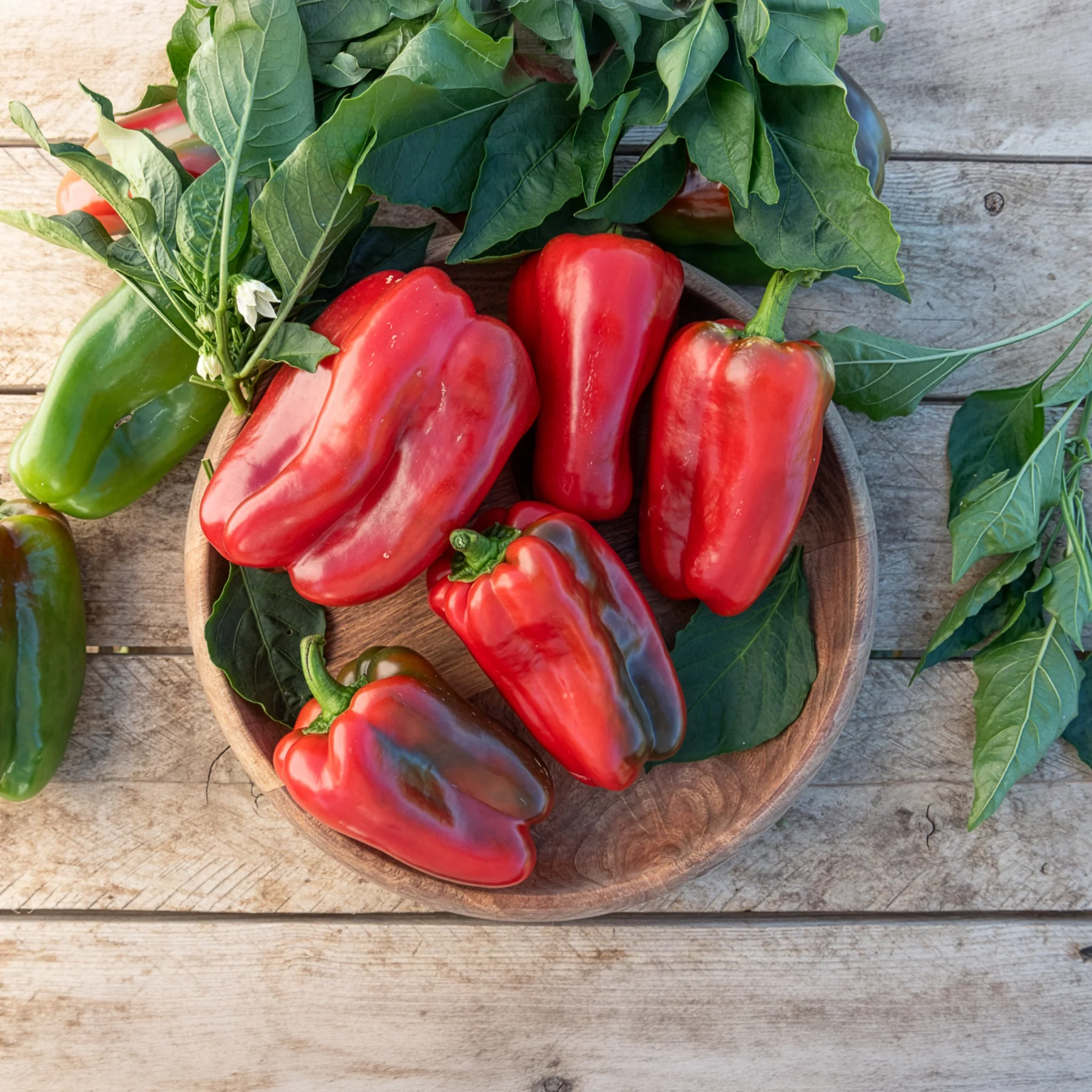 Paprika-Pflanzen ‘Lamuyo’ (x3) - Image 15