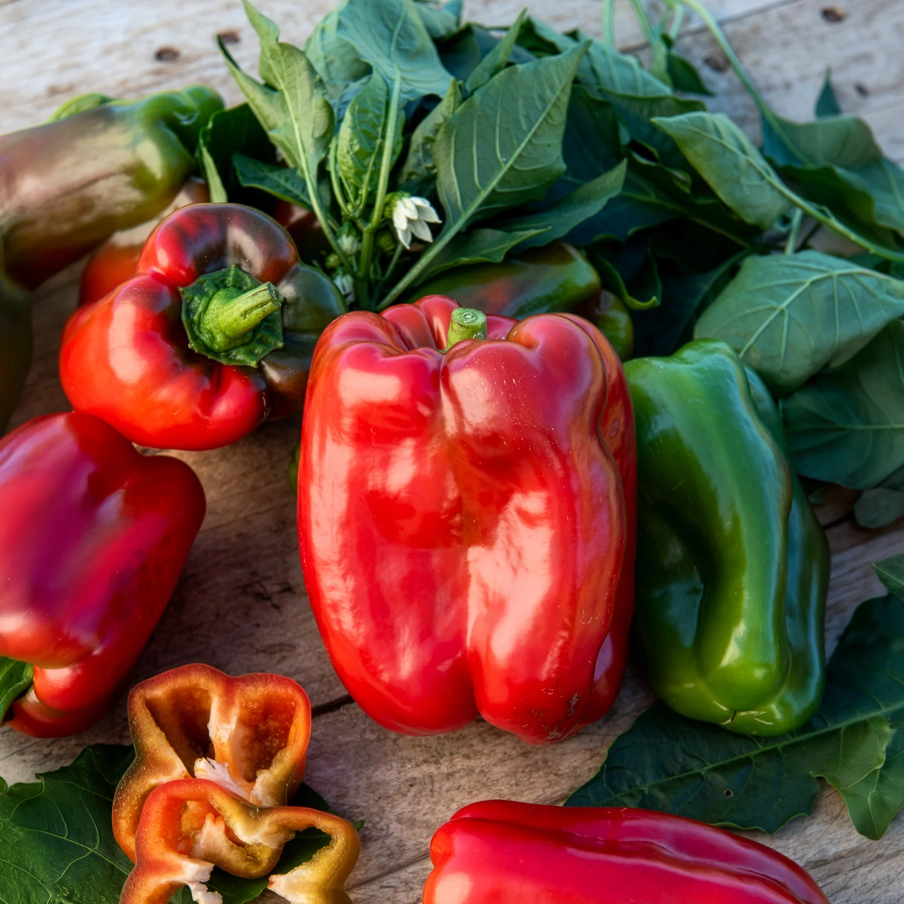 Paprika-Pflanzen ‘Lamuyo’ (x3) - Image 17