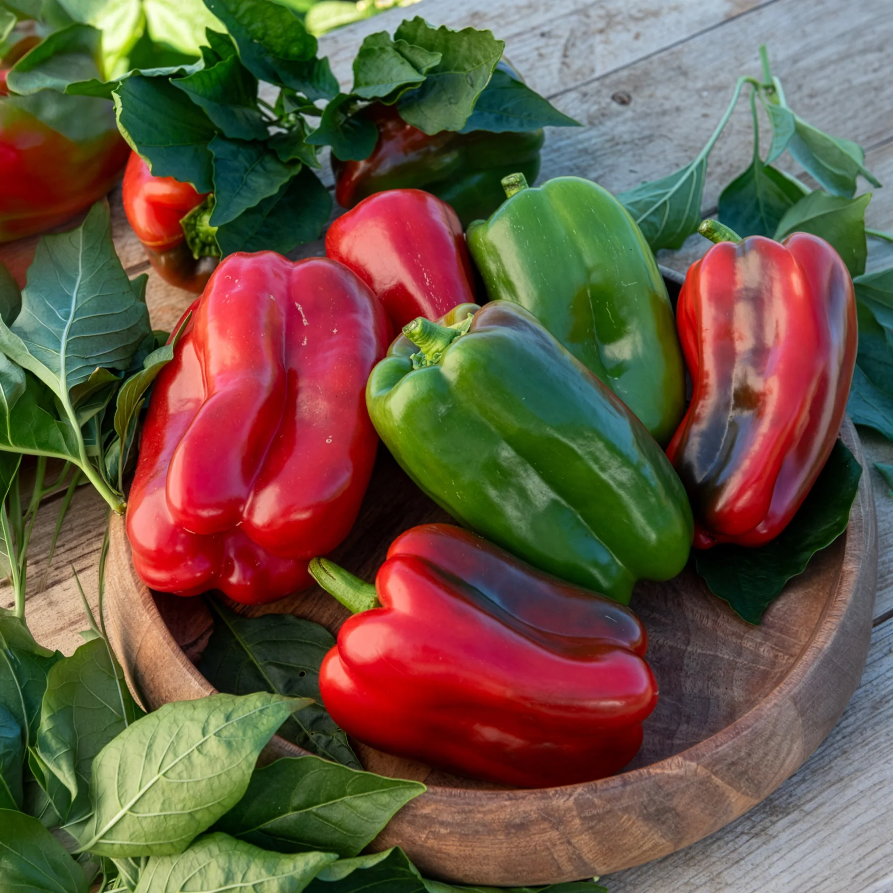 Paprika-Pflanzen ‘Lamuyo’ (x3) - Image 8