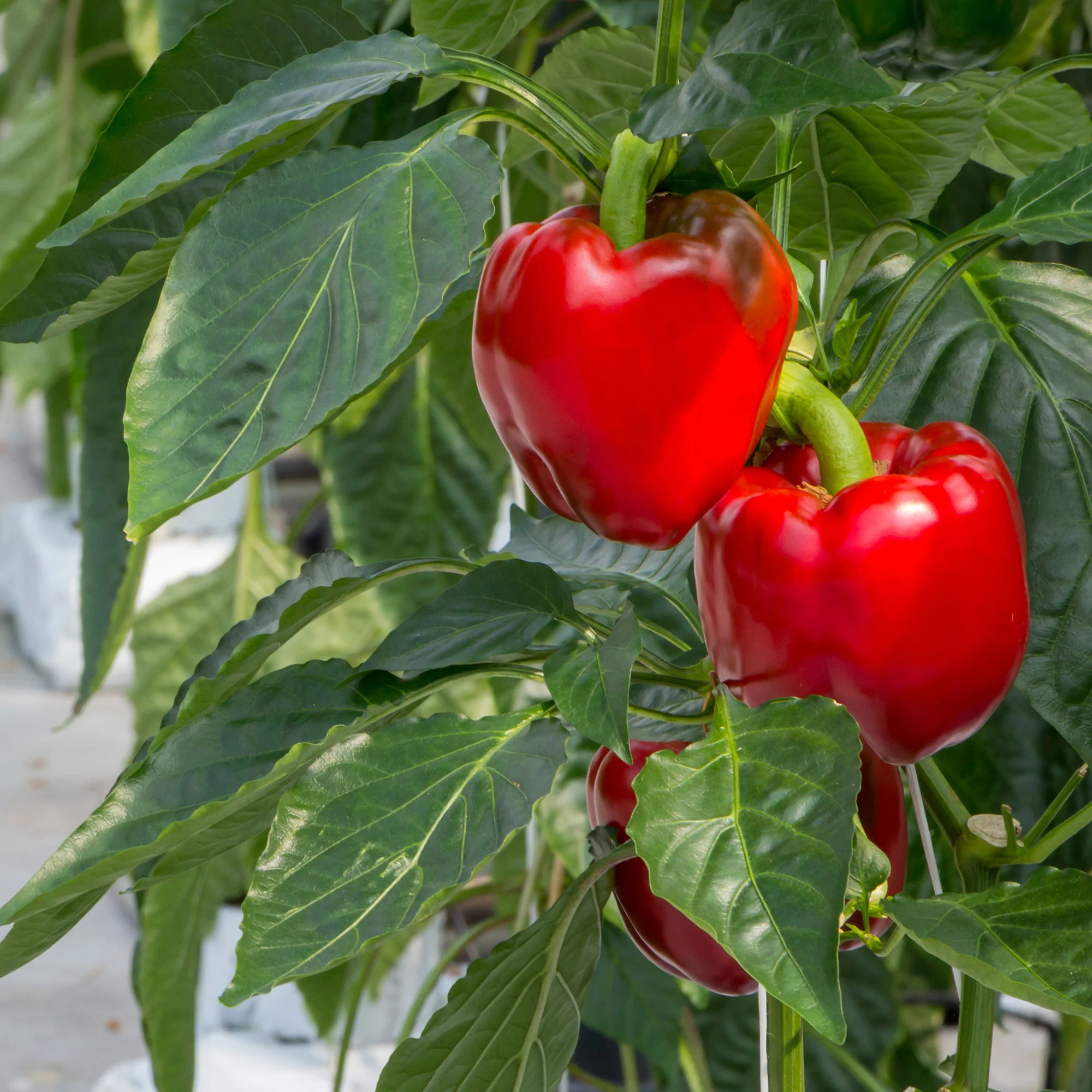 Paprika 'Jubilandska' Bio