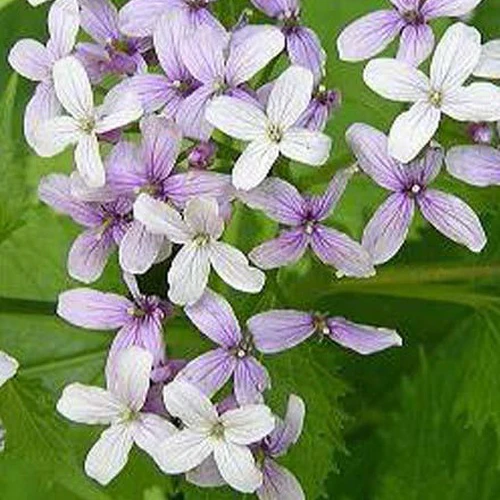 Papstmünze mehrjährig Mehrjährig Wohlriechende Lunaria
