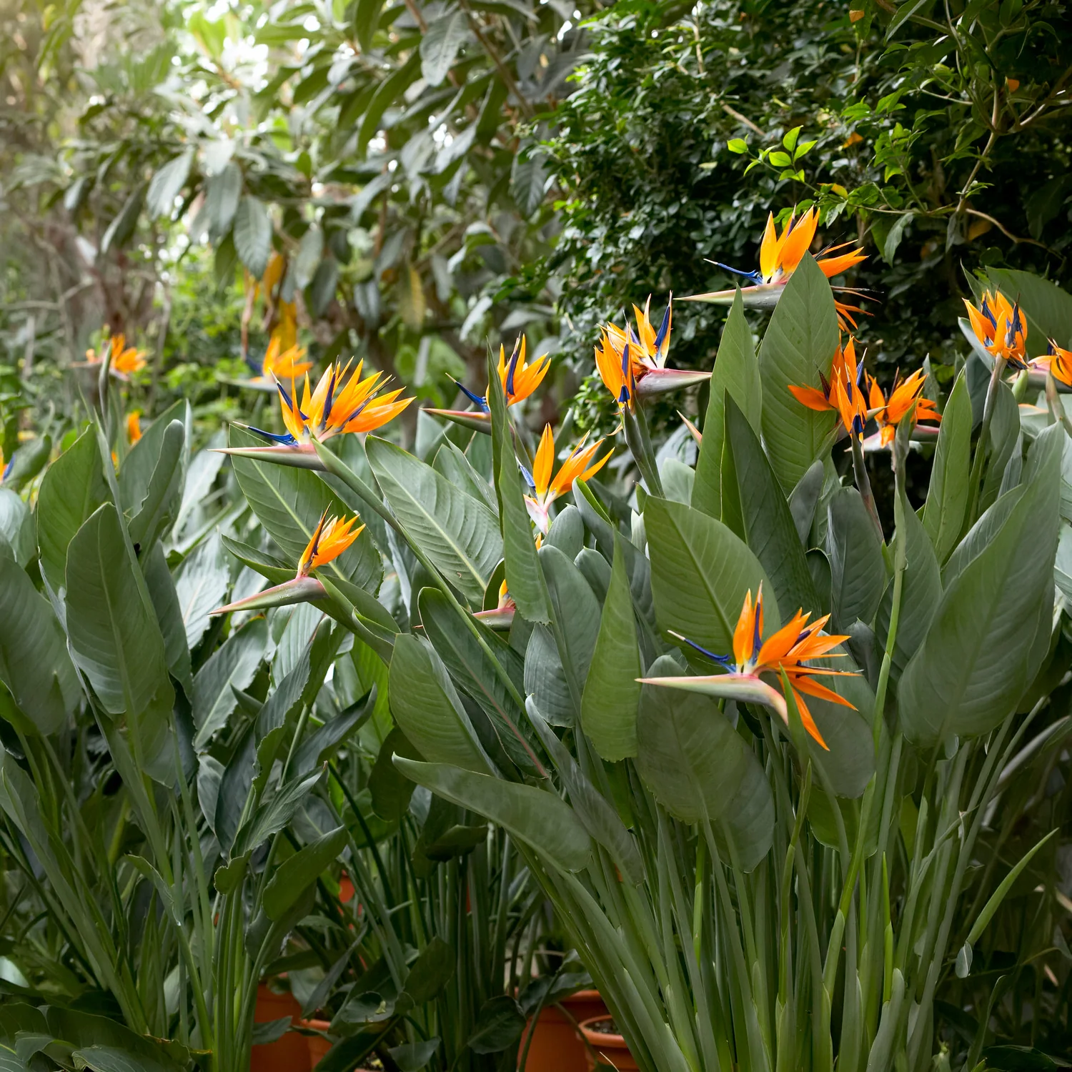 Paradiesvogelblume Strelitzia - Image 7