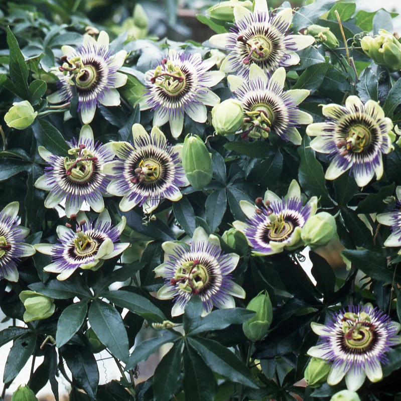 Passionsblume - Image 3