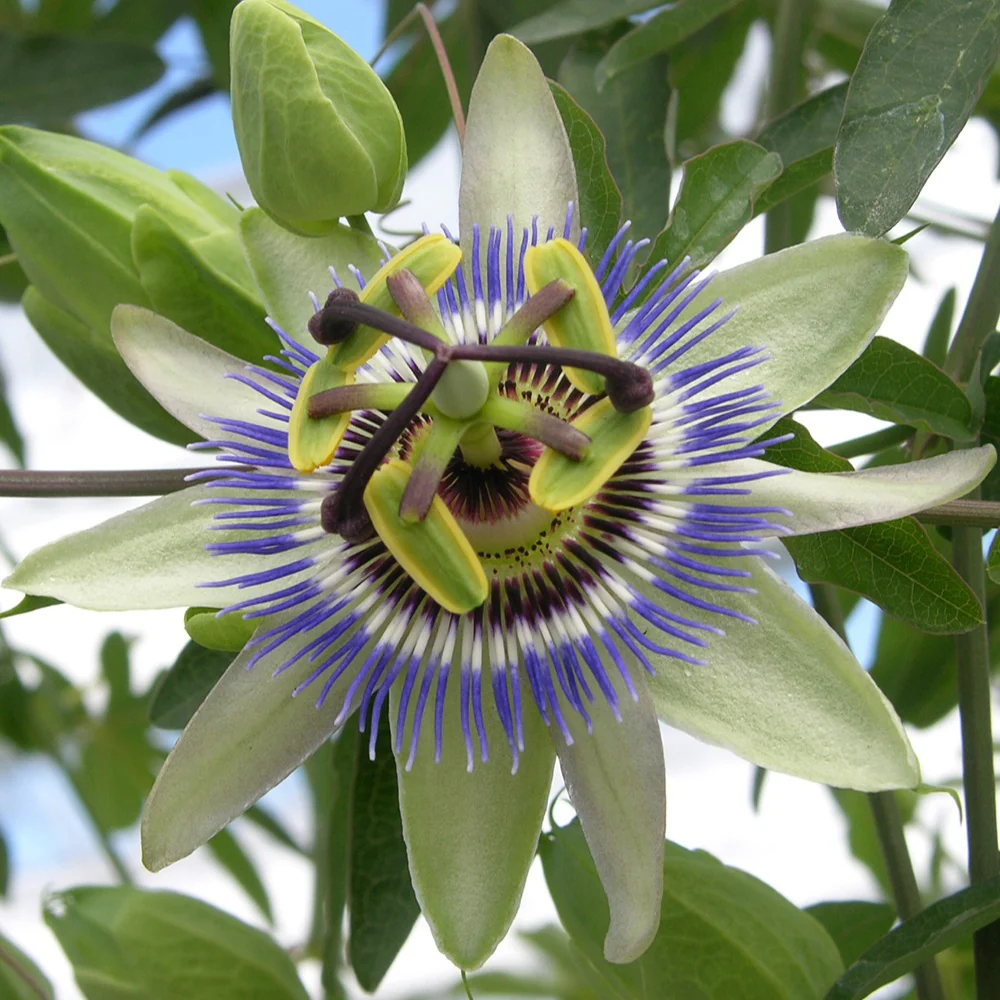 Passionsblume - Image 8