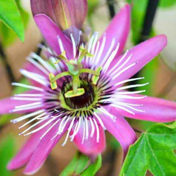 Passionsblume Victoria