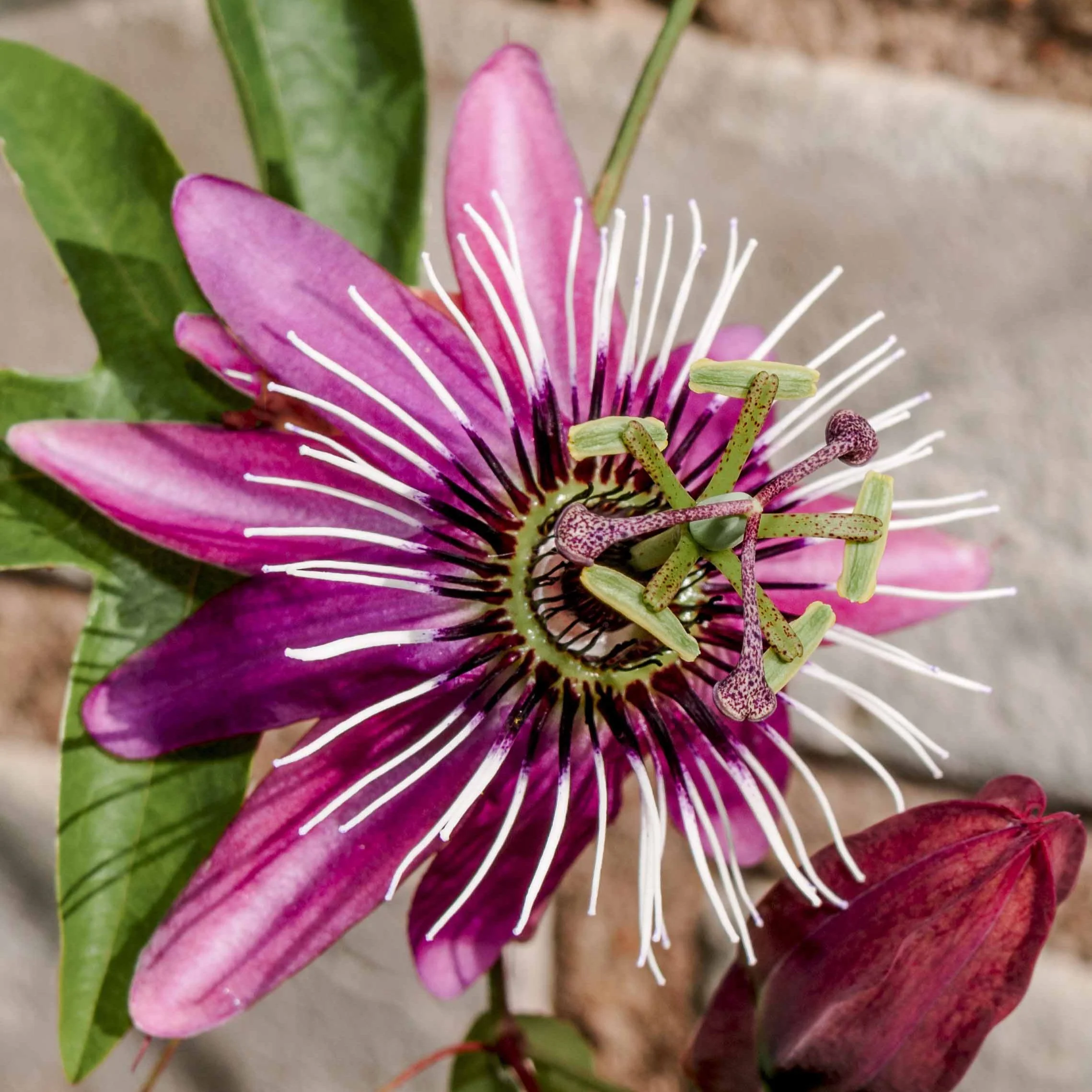 Passionsblume Victoria - Image 2