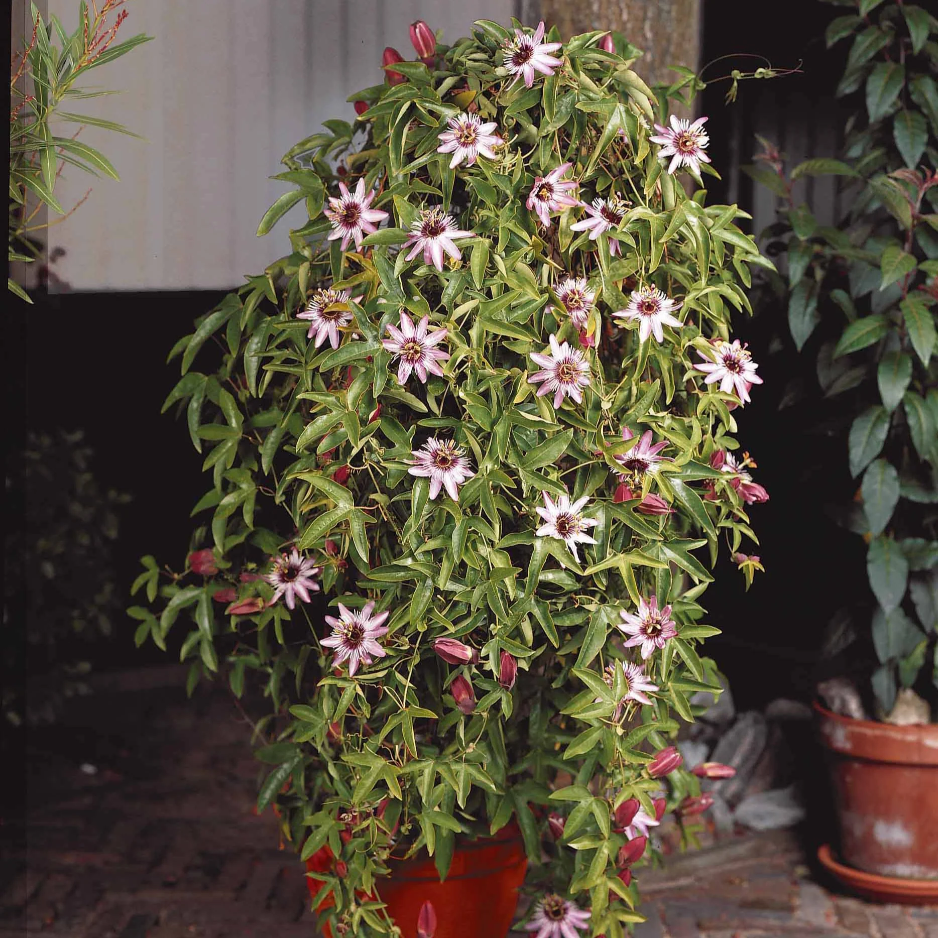 Passionsblume Victoria - Image 3