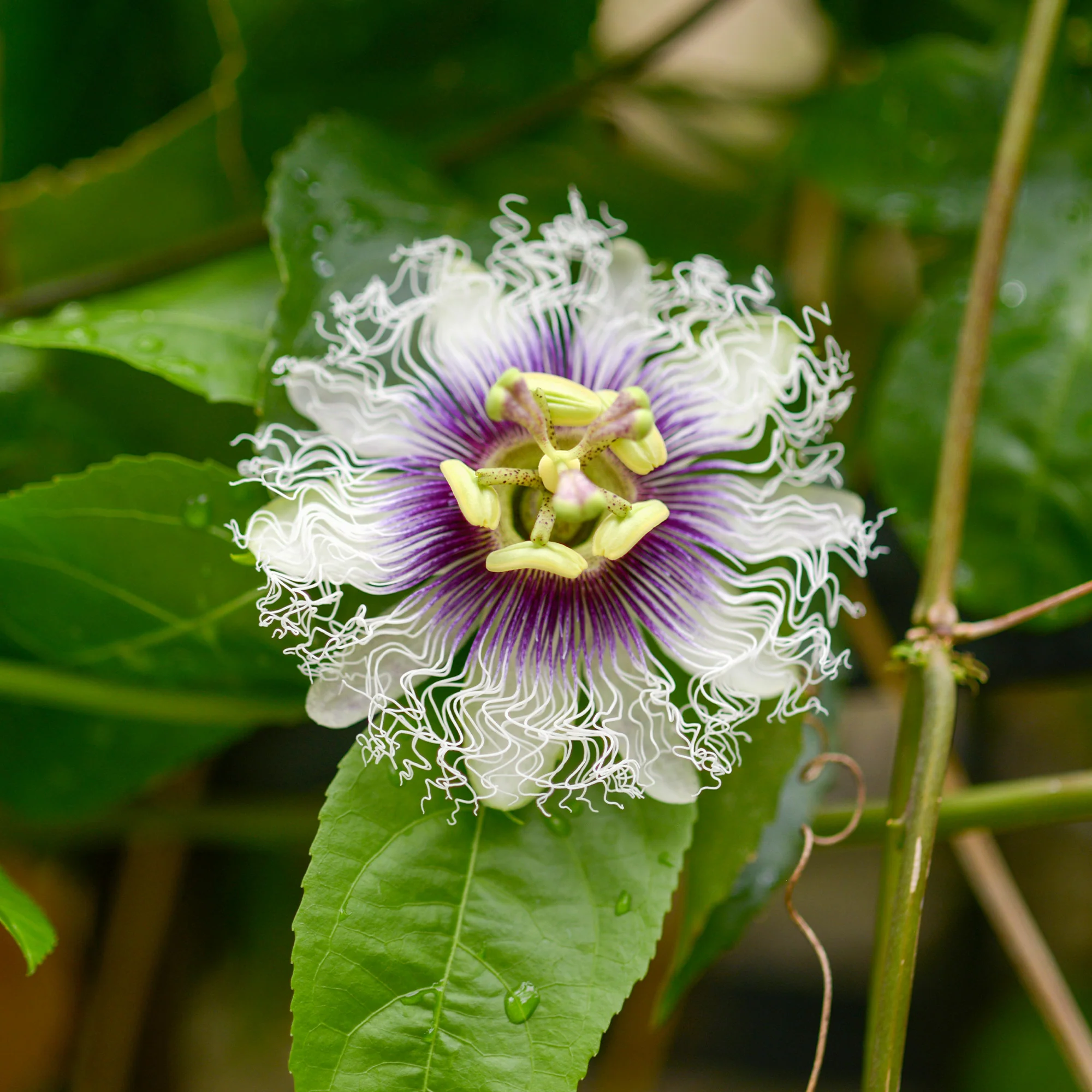 Passionsfrucht (Grenadille) - Image 2