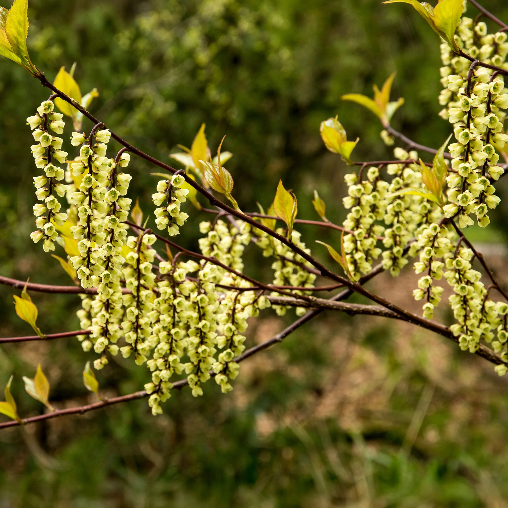Perlschweif - Image 3
