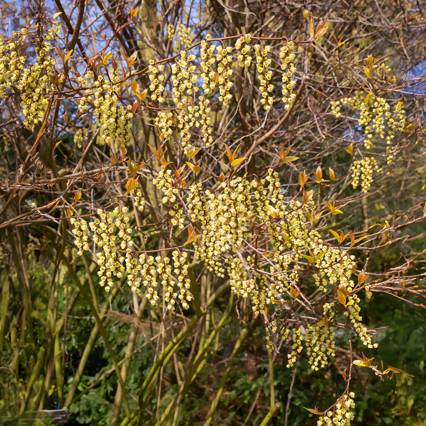 Perlschweif - Image 4
