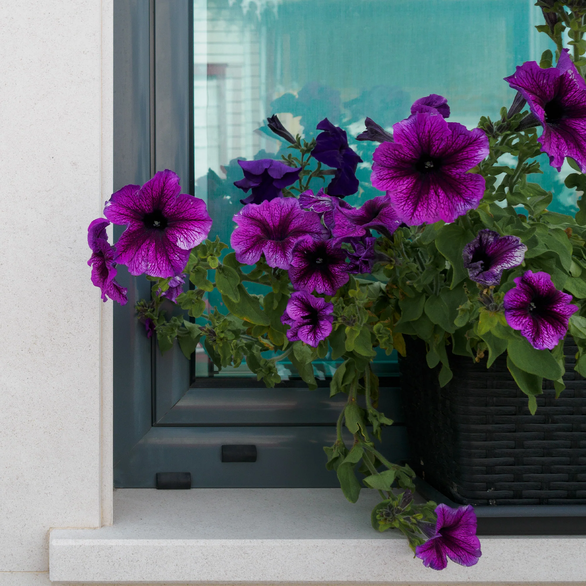 Petunien ‘Cosmic’ bicolor (x3)
