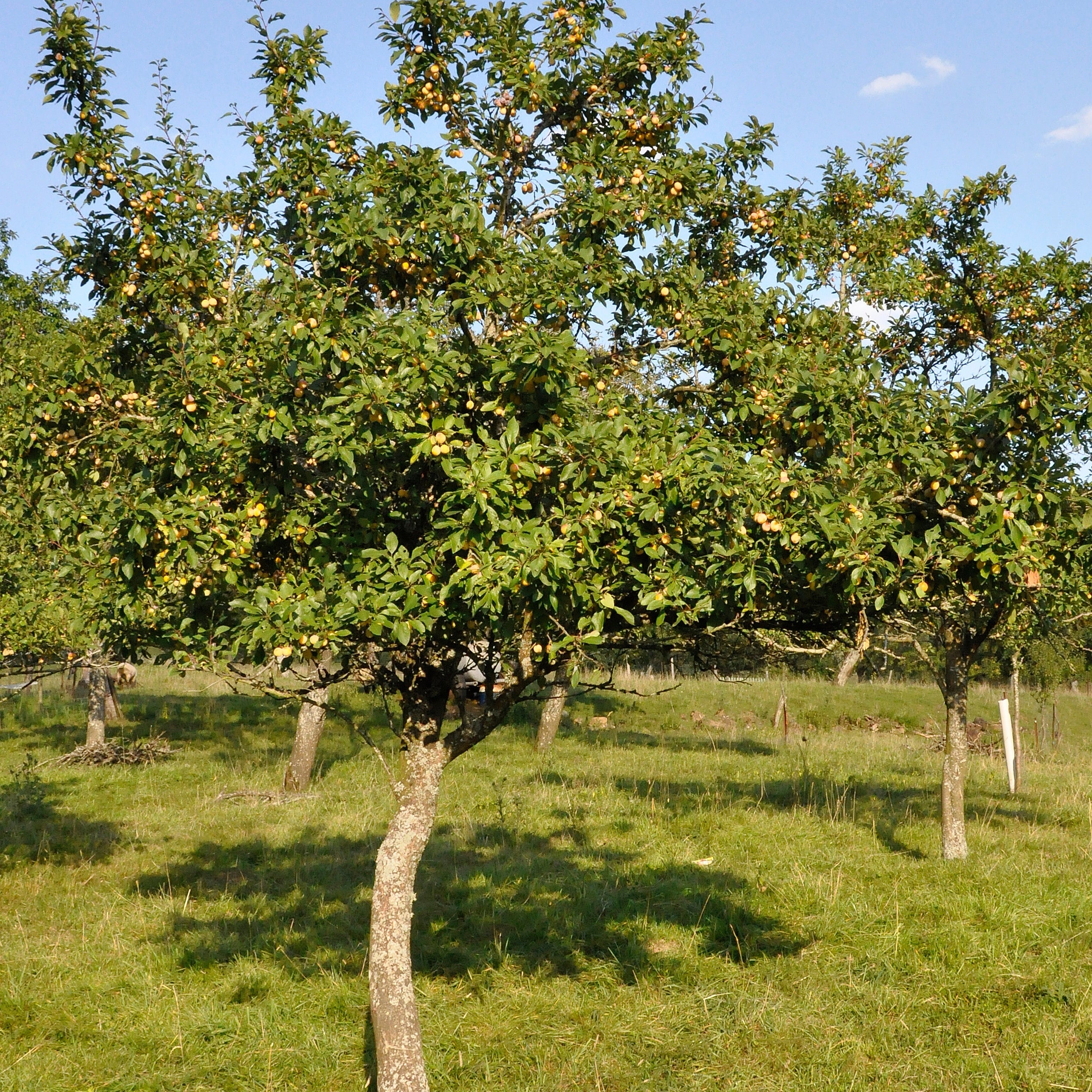 Pflaume Mirabelle von Nancy - Image 3
