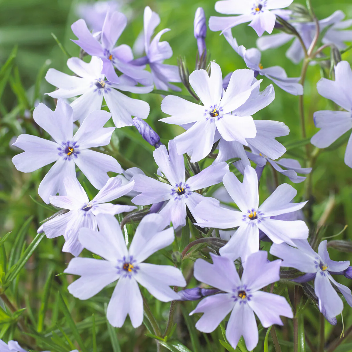 Teppich-Flammenblume 'Emerald Cushion Blue' - Image 3
