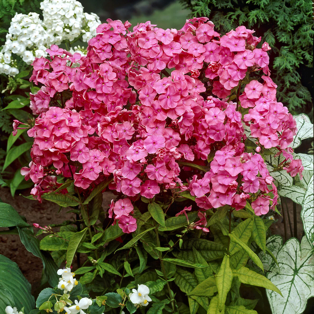 Hohe Flammenblume 'Rijnstroom' - Image 2