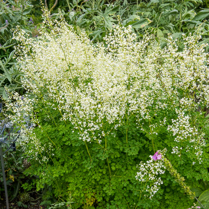 Wiesenraute ‘Album’