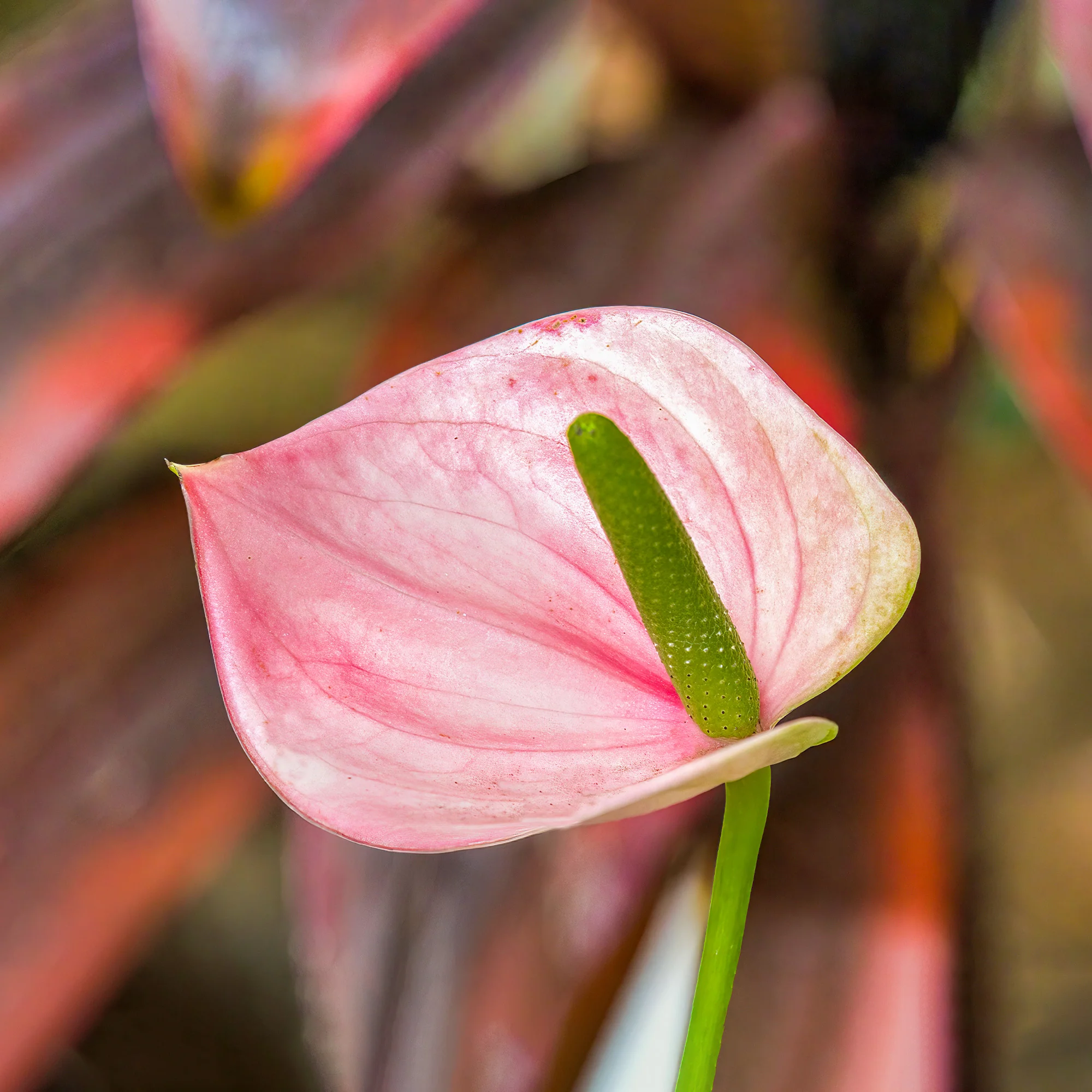 Pink Flamingoblume / Anthurium pink - Image 3