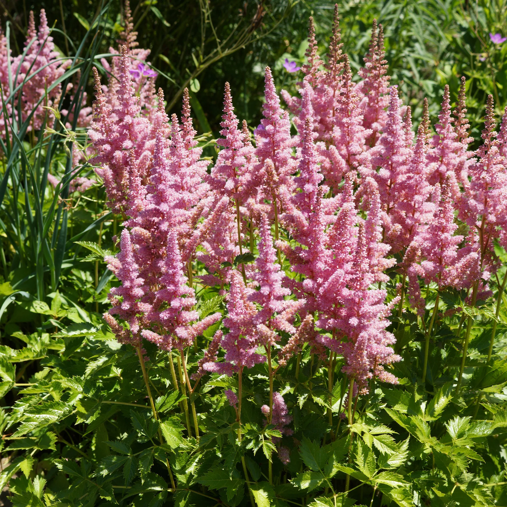 Prachtspiere ‘Little Vision in Pink’® - Image 3