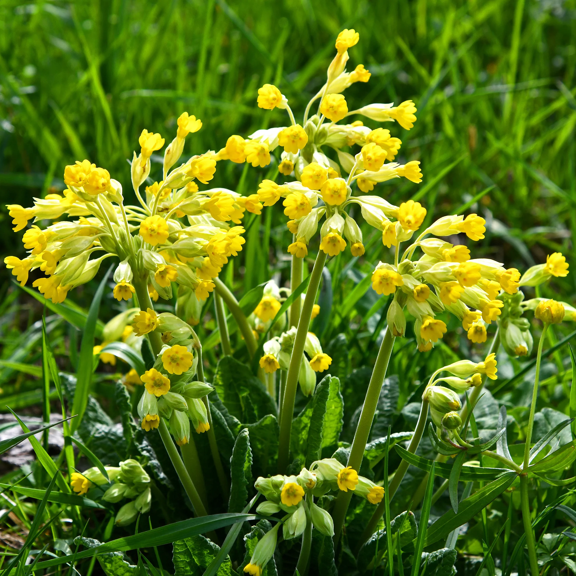 Apotheker-Schlüsselblume - Image 5