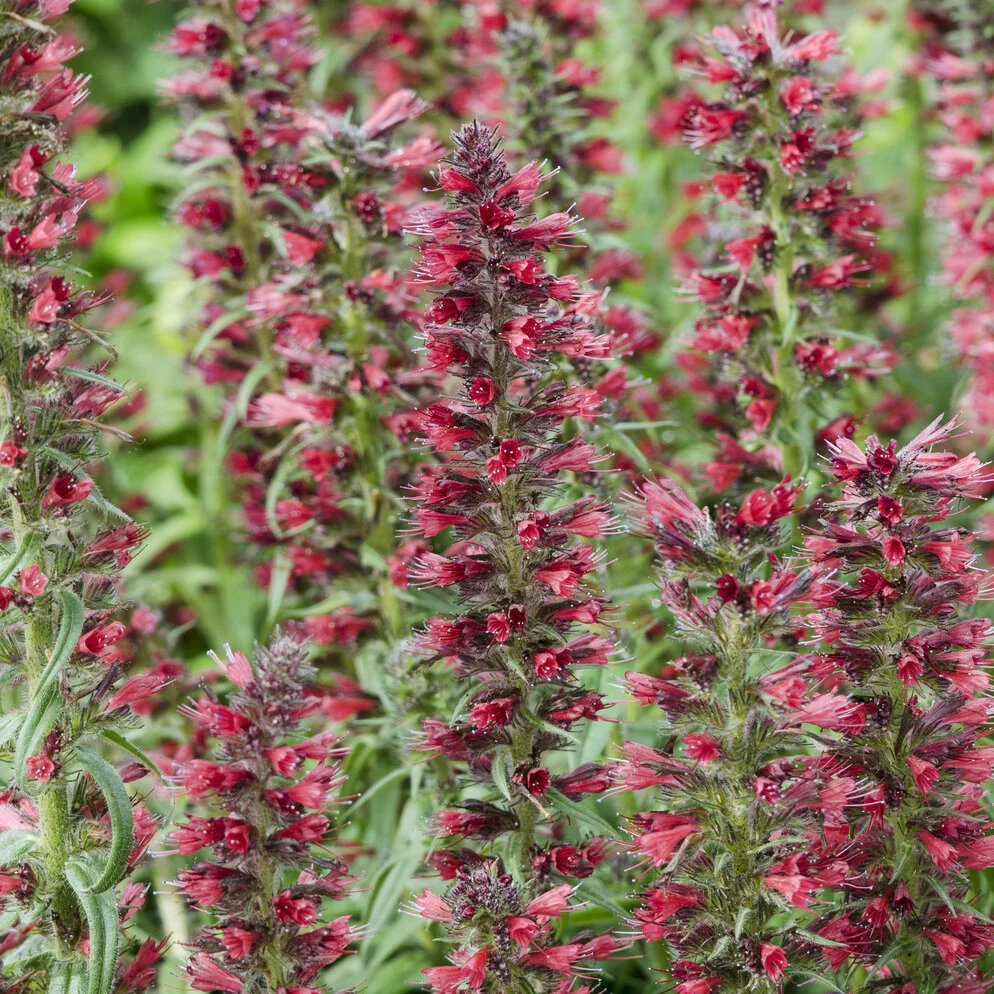 Natternkopf ‘Red Feathers’