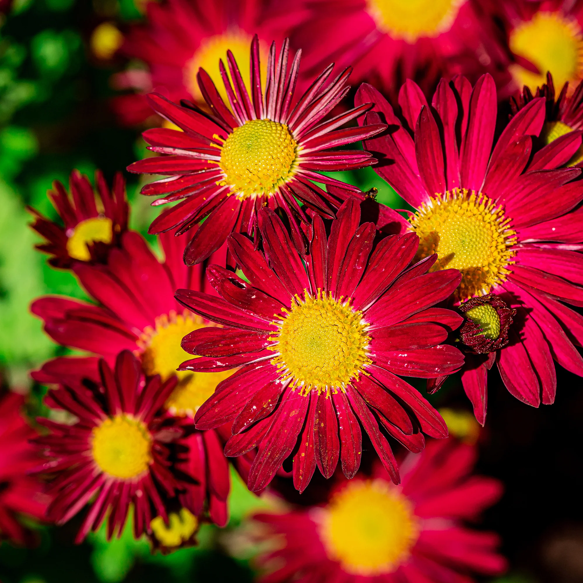 Bunte Margerite 'Robinsons Rot'