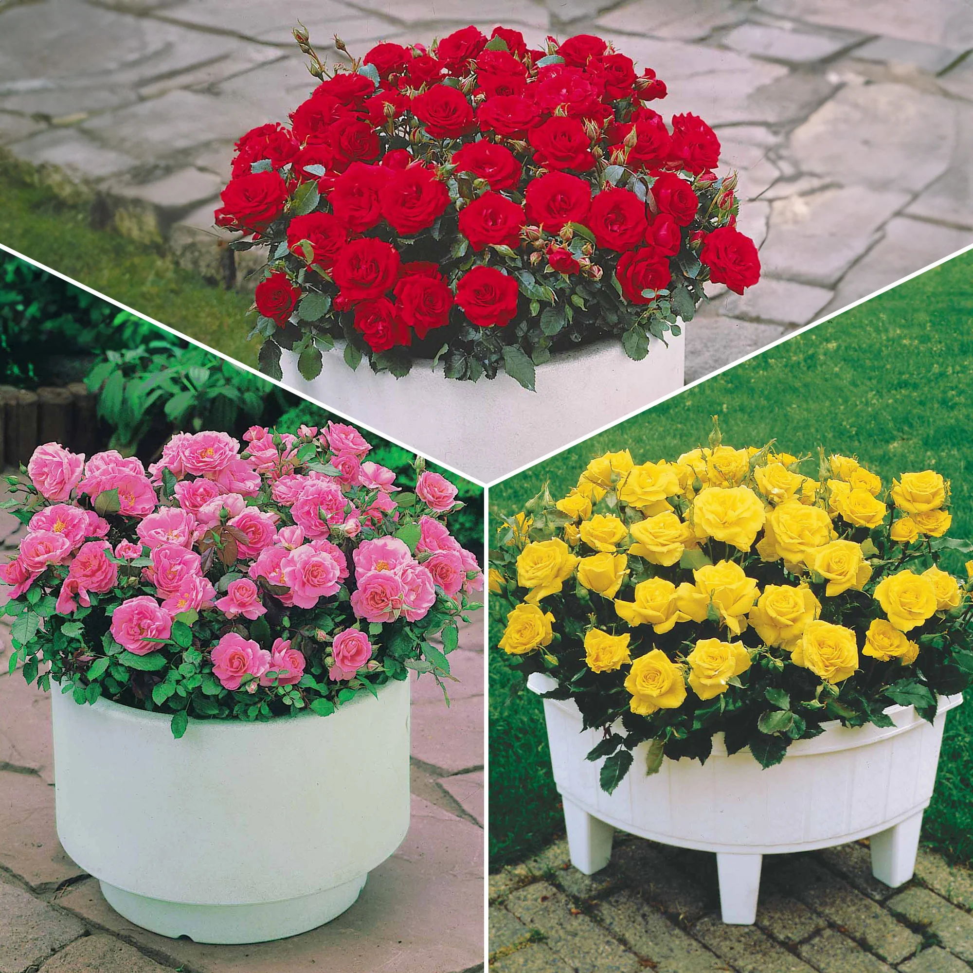 Randilla-Mini-Rosen: rot + gelb + rosa (x3)