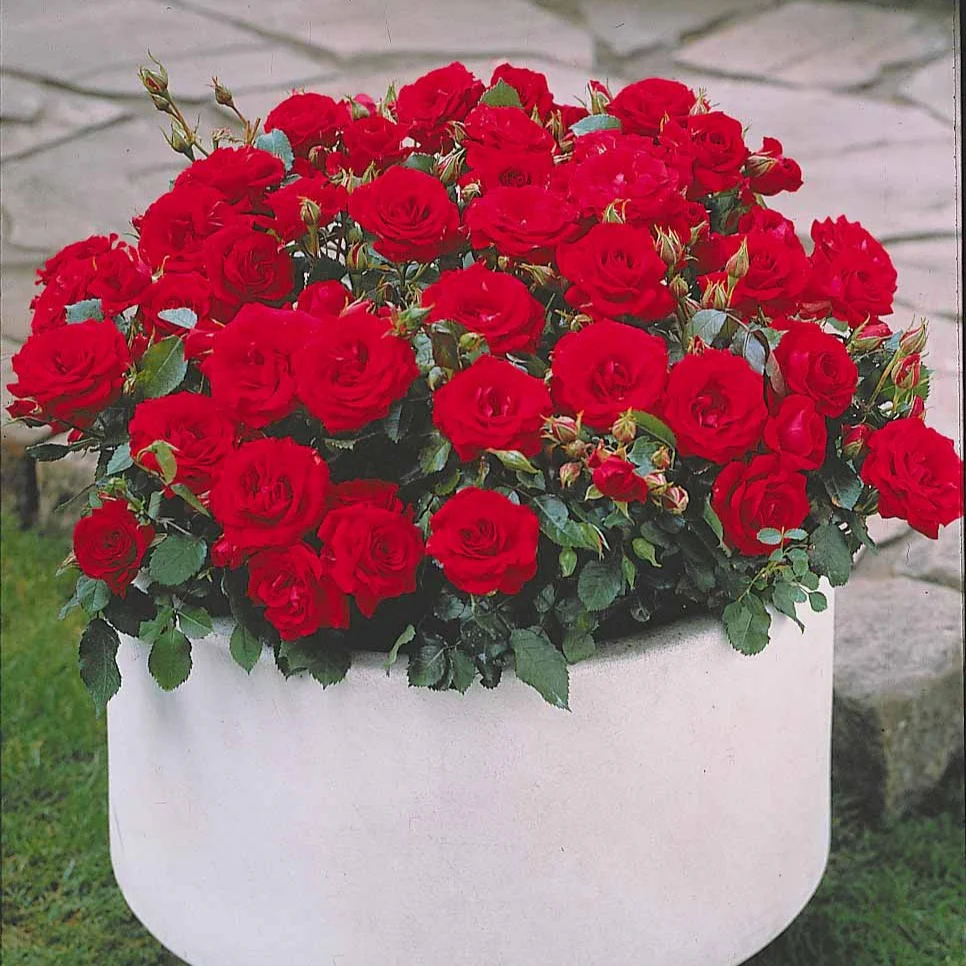 Randilla-Mini-Rosen: rot + gelb + rosa (x3) - Image 2
