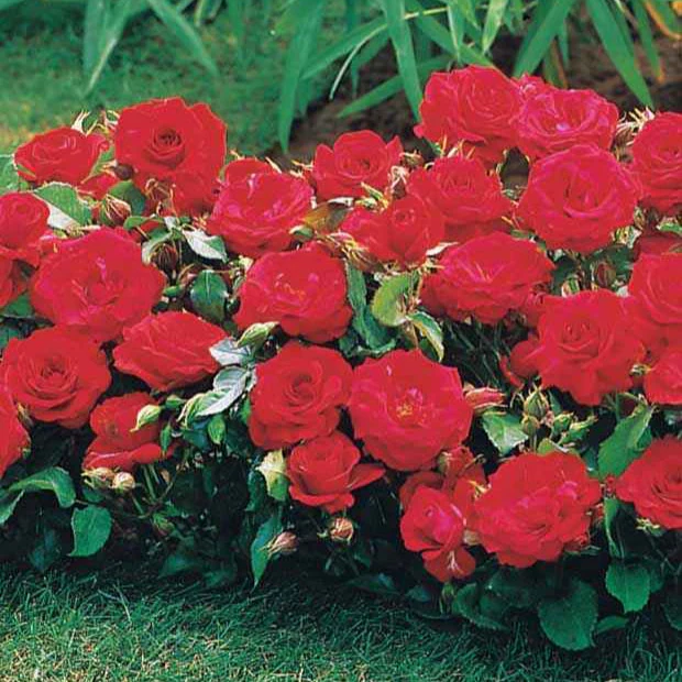 Randilla-Mini-Rosen: rot + gelb + rosa (x3) - Image 3
