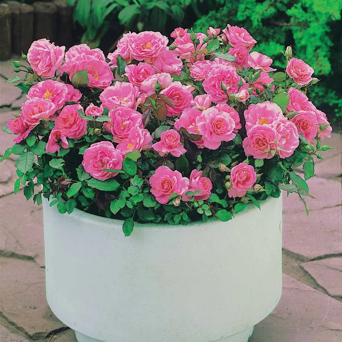 Randilla-Mini-Rosen: rot + gelb + rosa (x3) - Image 4