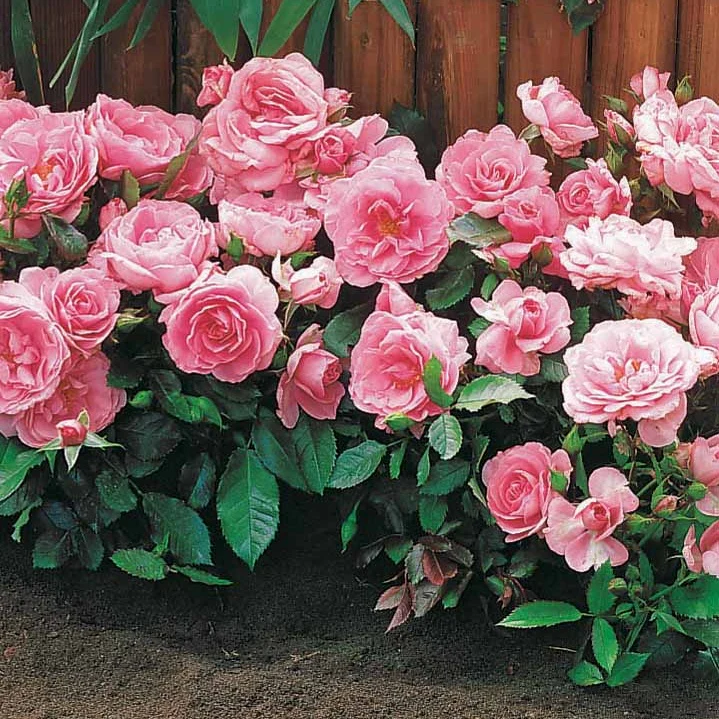 Randilla-Mini-Rosen: rot + gelb + rosa (x3) - Image 5