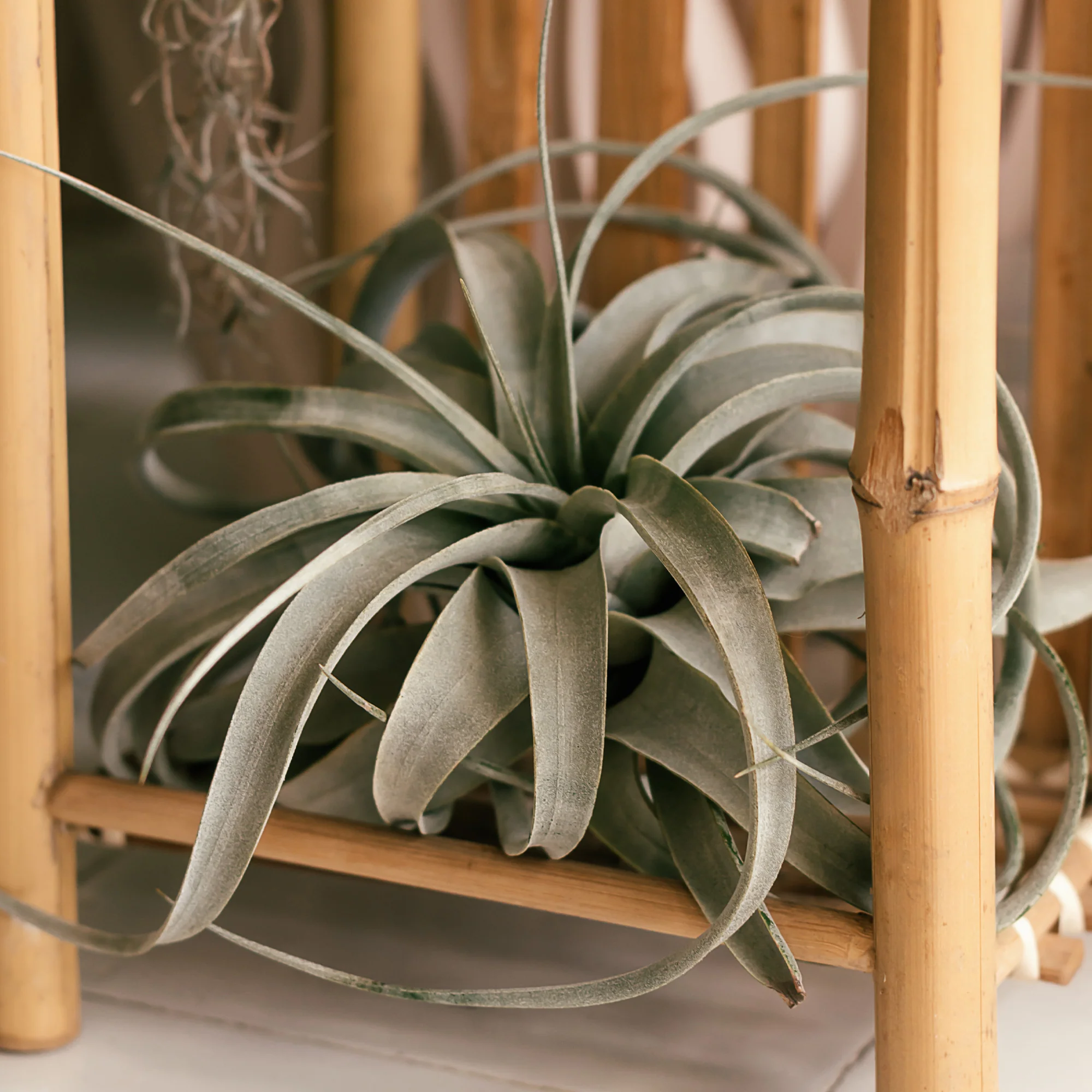 Riesen-Tillandsie / Tillandsia xerographica - Image 2