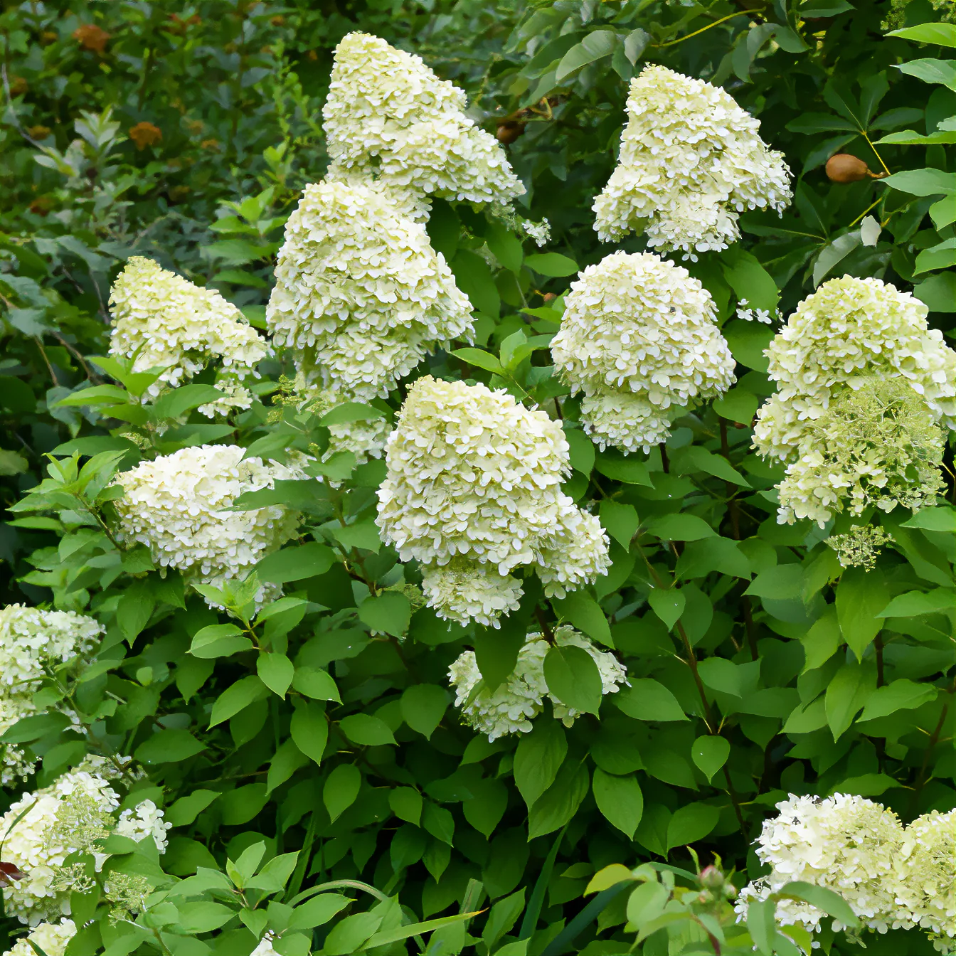 Rispen-Hortensie Limelight® - Image 2