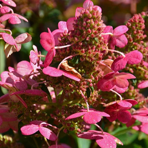 Rispenhortensie Prim'Red® Couhaprim - Image 3