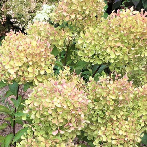 Rispenhortensie Romantic Ace® 'Renvagor' - Image 6