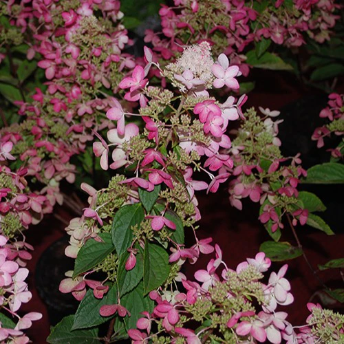 Rispenhortensie Ruby Angels Blush
