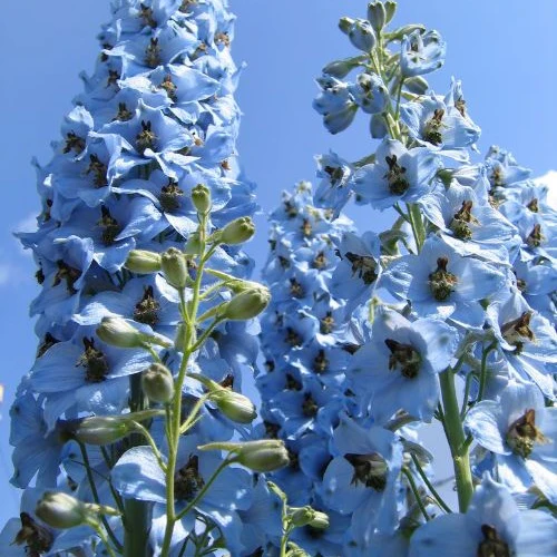 Rittersporn ‘Ciel Bleu’ (x5) - Image 3