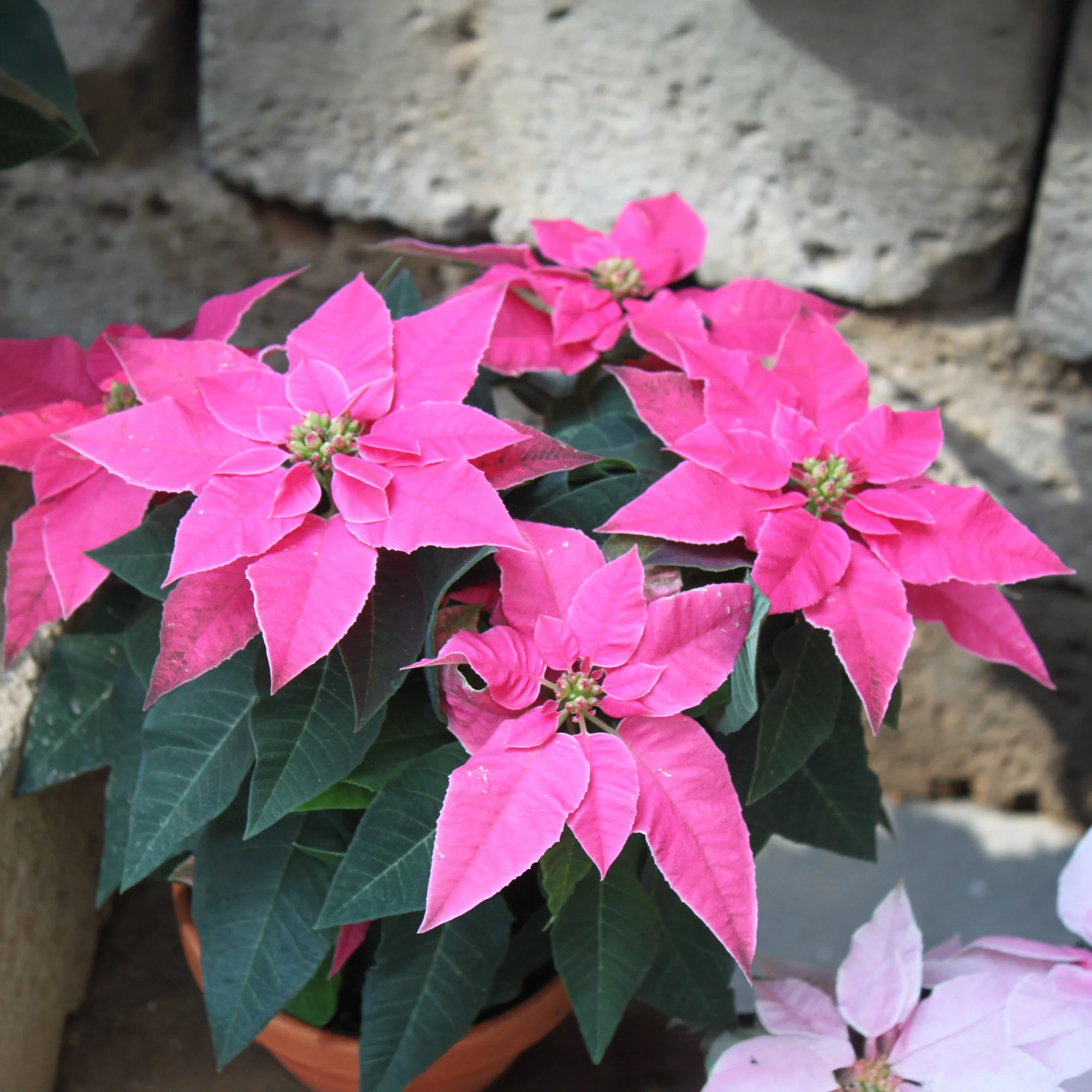 Rosa Poinsettia - Image 3