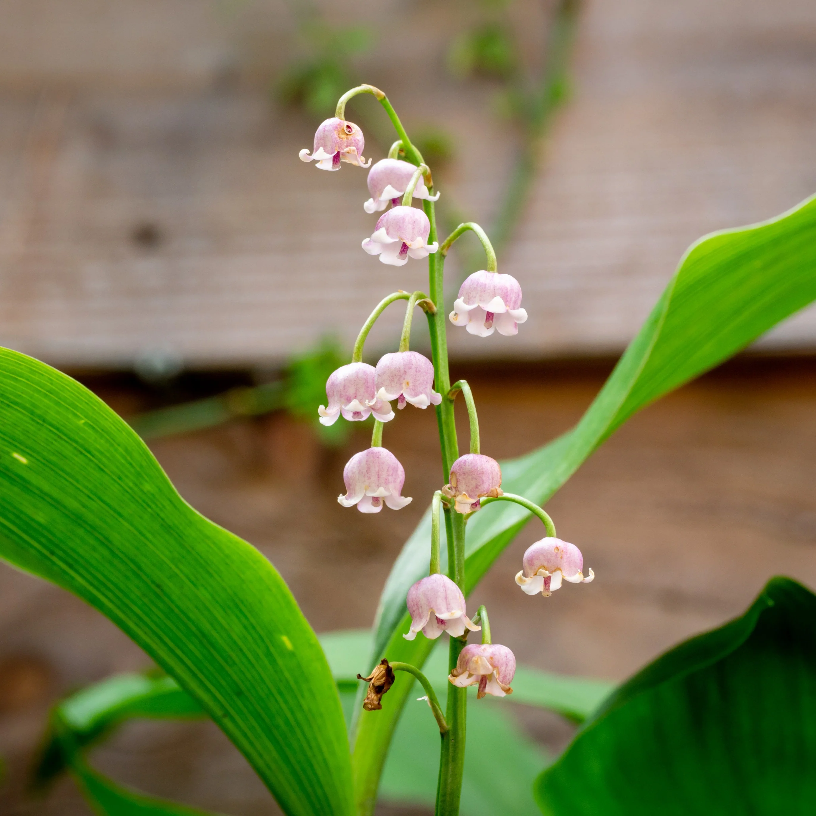 Maiglöckchen ‘Rosea’ - Image 4