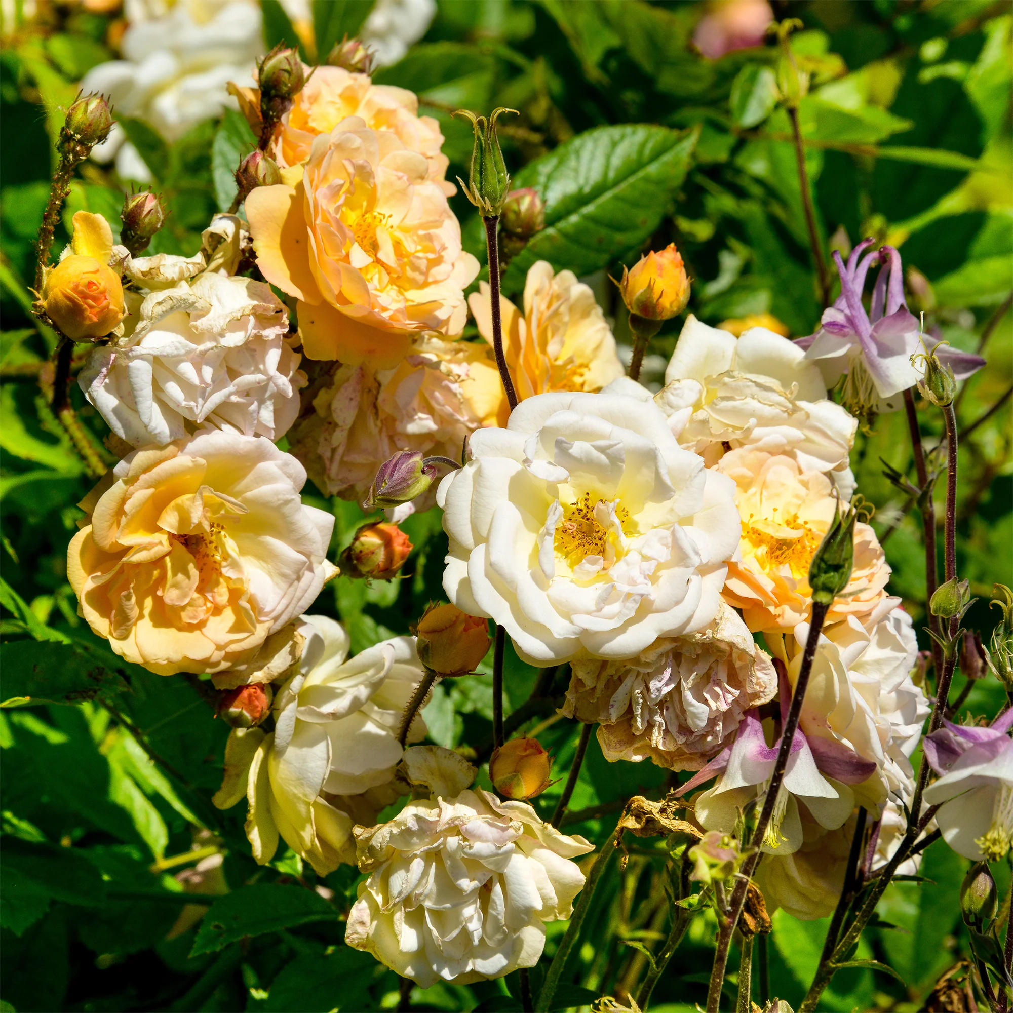 Rose ‘Ghislaine de Féligonde’